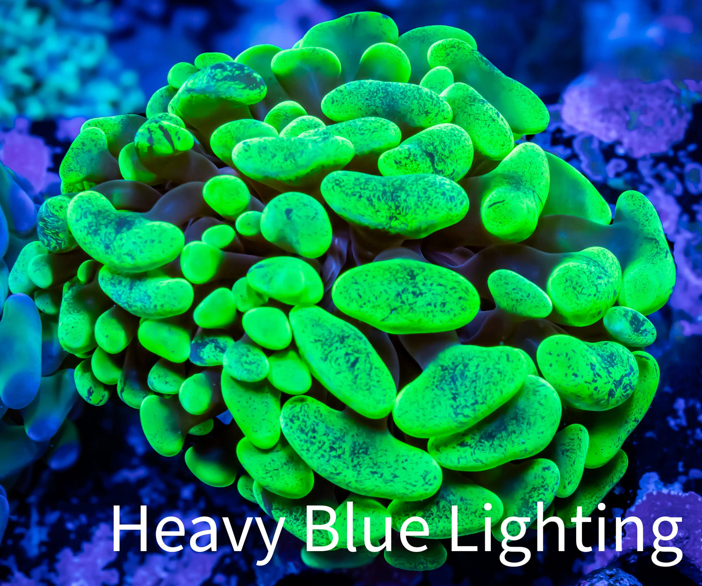 Ultra Yellow Blotch Hammer Coral WYSIWYG 4cm A4R5B1 Ultra Yellow Blotch Hammer Coral WYSIWYG 4cm A4R5B1 Aquarium Decor Ultra Yellow Blotch Hammer Coral WYSIWYG 4cm A4R5B1 Zeo Box Reef
