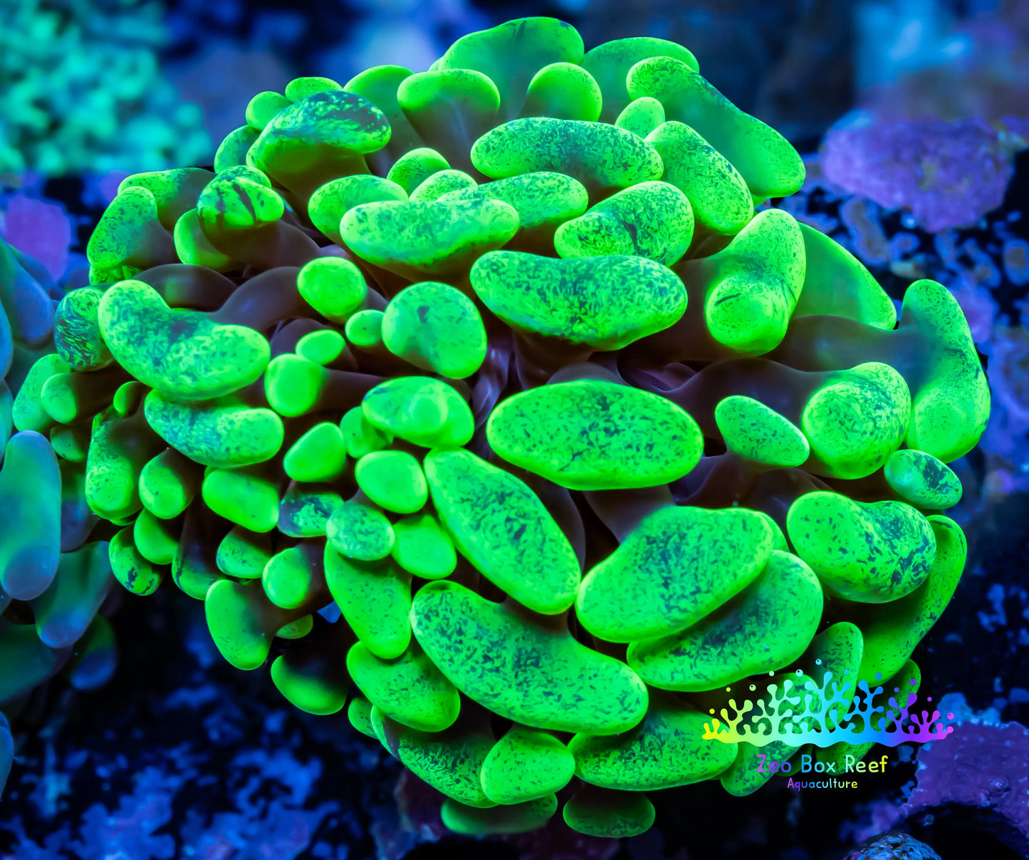 Ultra Yellow Blotch Hammer Coral WYSIWYG 4cm A4R5B1 Ultra Yellow Blotch Hammer Coral WYSIWYG 4cm A4R5B1 Aquarium Decor Ultra Yellow Blotch Hammer Coral WYSIWYG 4cm A4R5B1 Zeo Box Reef