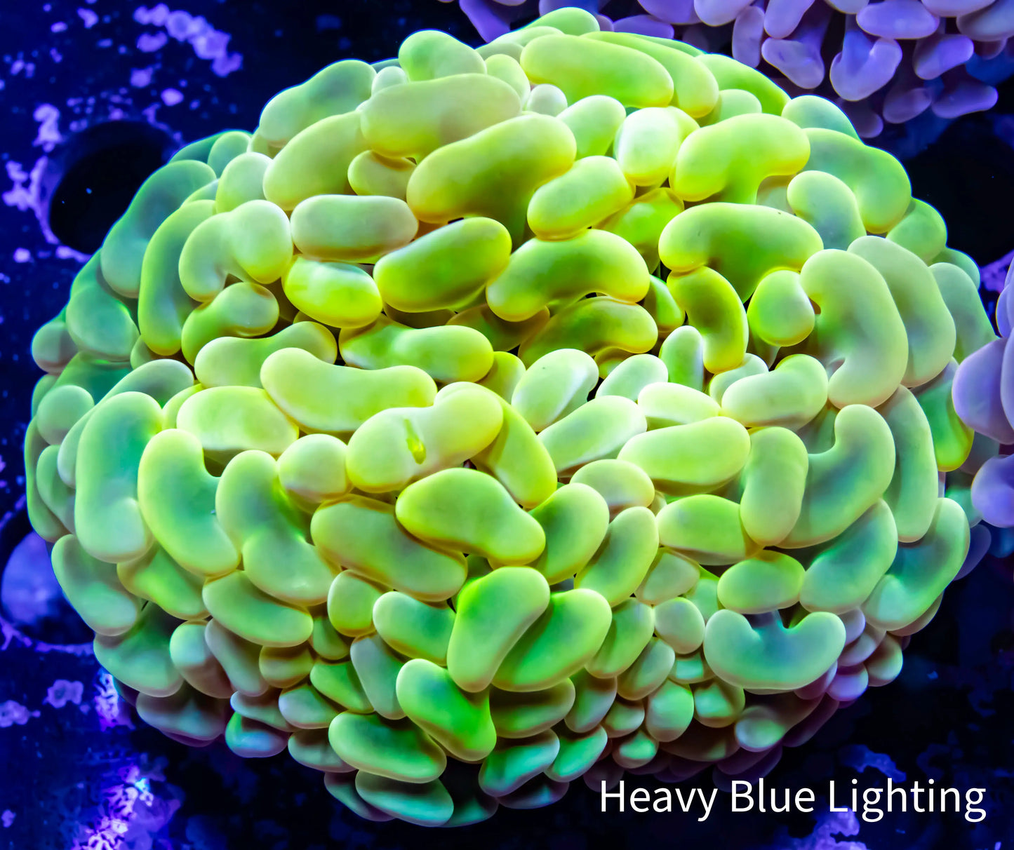 Ultra Yellow and Green Jelly Bean Hammer Coral WYSIWYG 5cm Ultra Yellow and Green Jelly Bean Hammer Coral WYSIWYG 5cm Aquarium Decor Ultra Yellow and Green Jelly Bean Hammer Coral WYSIWYG 5cm Zeo Box Reef