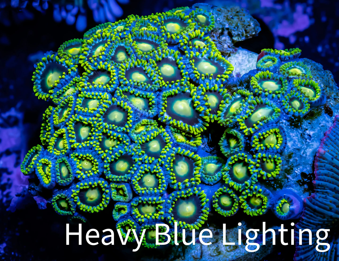 Ultra Zoanthid coral - Zoa WYSIWYG 5cm Ultra Zoanthid coral - Zoa WYSIWYG 5cm LPS Ultra Zoanthid coral - Zoa WYSIWYG 5cm Zeo Box Reef