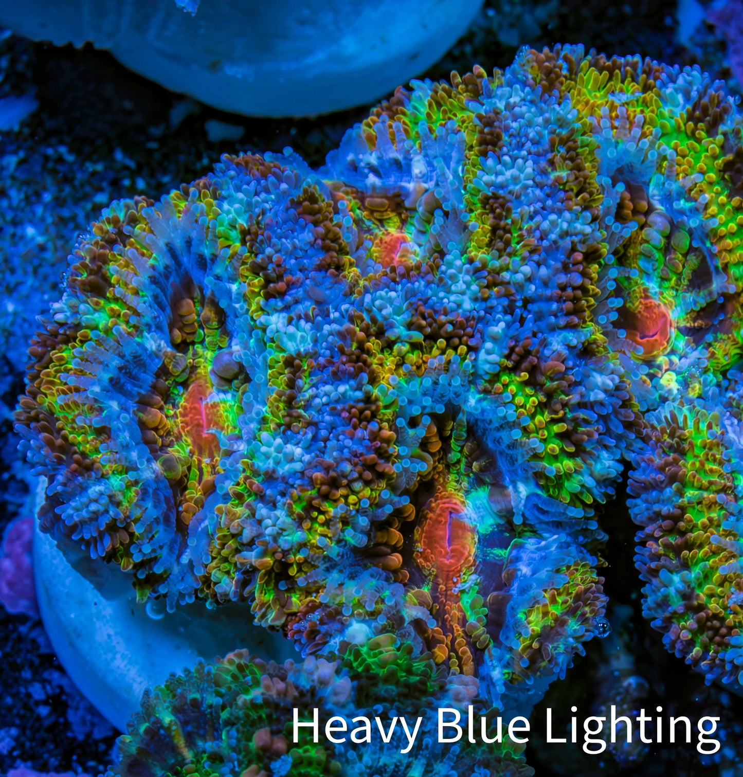 Ultra š Rainbow Explosion Acan Frag, WYSIWYG C2R3B1 Ultra š Rainbow Explosion Acan Frag, WYSIWYG C2R3B1 LPS Coral Ultra š Rainbow Explosion Acan Frag, WYSIWYG C2R3B1 Zeo Box Reef