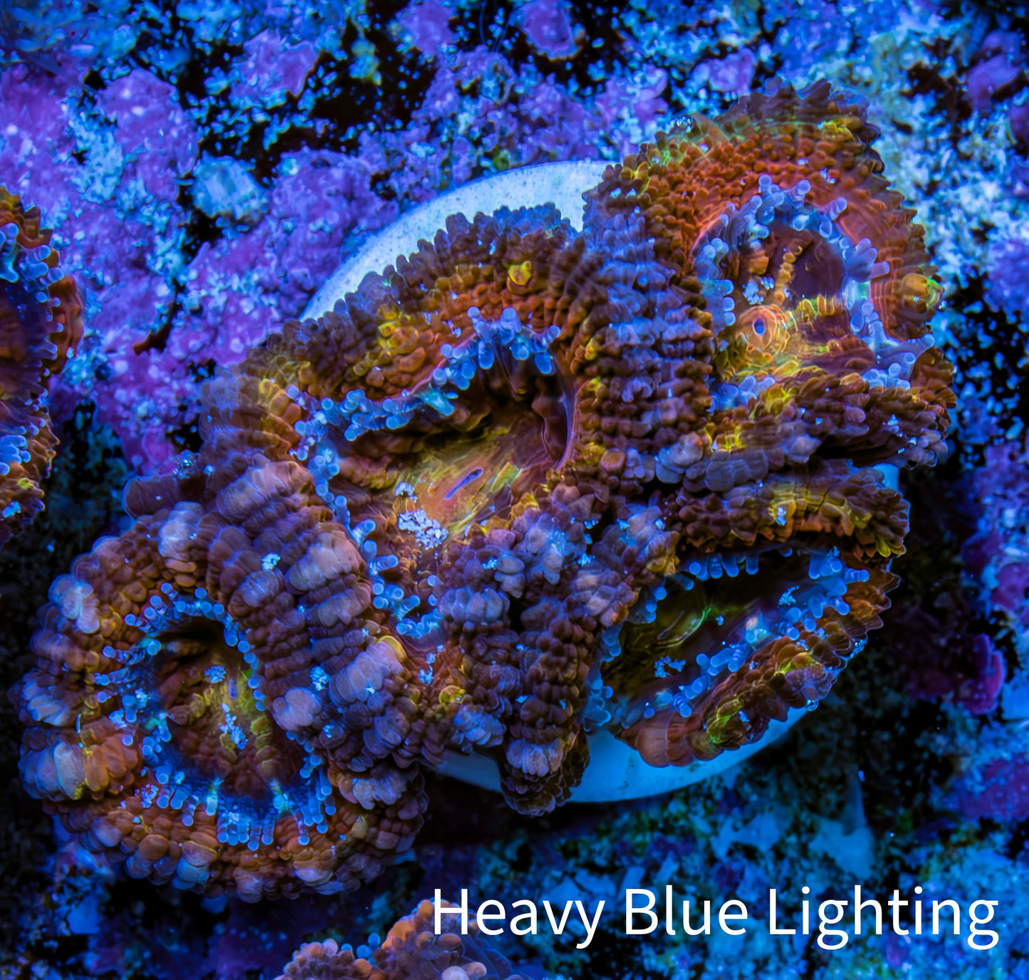Ultra š Rainbow Prism Acan Frag, WYSIWYG H4R3B1 Ultra š Rainbow Prism Acan Frag, WYSIWYG H4R3B1 LPS Coral Ultra š Rainbow Prism Acan Frag, WYSIWYG H4R3B1 Zeo Box Reef