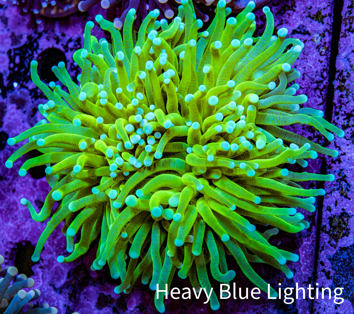 Ultra šBanana Torch Coral WYSIWYG 9cm Ultra šBanana Torch Coral WYSIWYG 9cm LPS Ultra šBanana Torch Coral WYSIWYG 9cm Zeo Box Reef