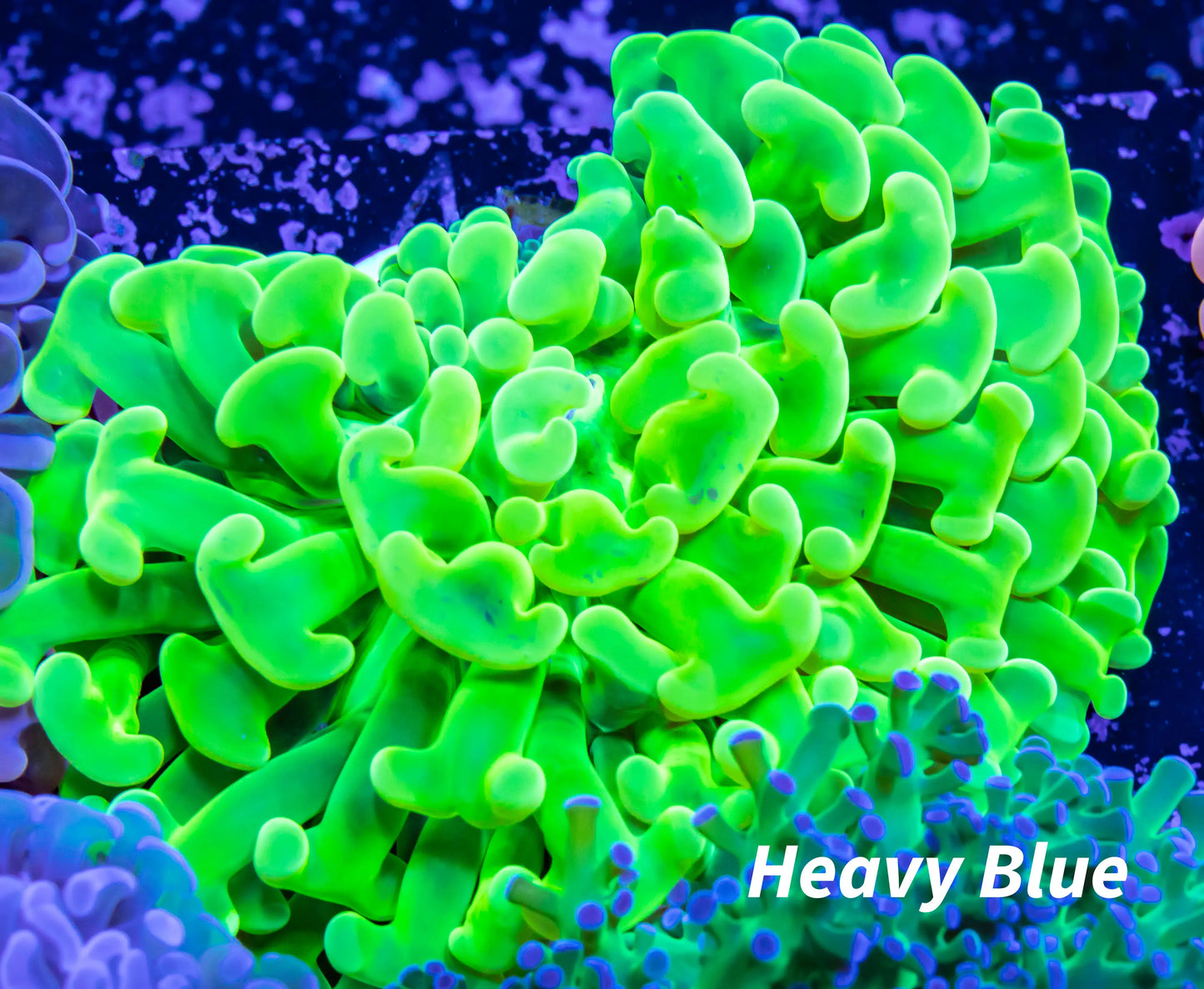 UltraHammer Coral - Yellow / Toxic Green WYSIWYG 7cm UltraHammer Coral - Yellow / Toxic Green WYSIWYG 7cm Aquarium Decor UltraHammer Coral - Yellow / Toxic Green WYSIWYG 7cm Zeo Box Reef