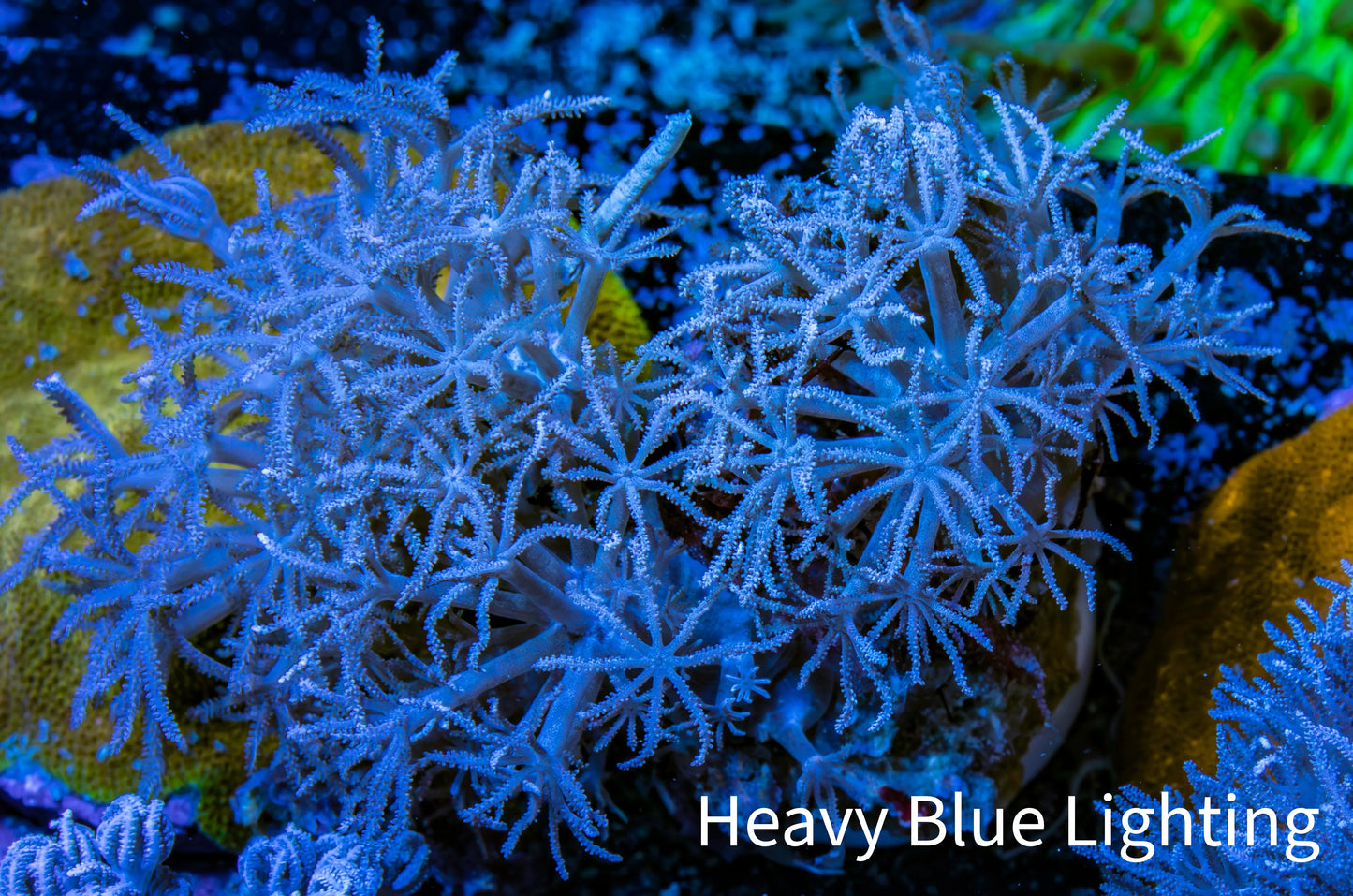 Wild Xenia Coral WYSIWYG 3cm Wild Xenia Coral WYSIWYG 3cm Soft Coral Wild Xenia Coral WYSIWYG 3cm Zeo Box Reef