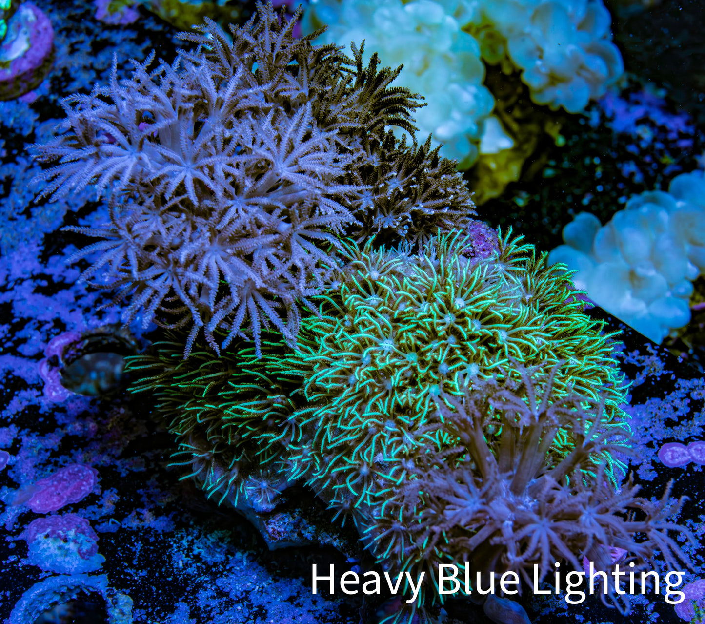 Xenia & Green Star Polyps Live Rock WYSIWYG 7cm Xenia & Green Star Polyps Live Rock WYSIWYG 7cm Soft Coral Xenia & Green Star Polyps Live Rock WYSIWYG 7cm Zeo Box Reef