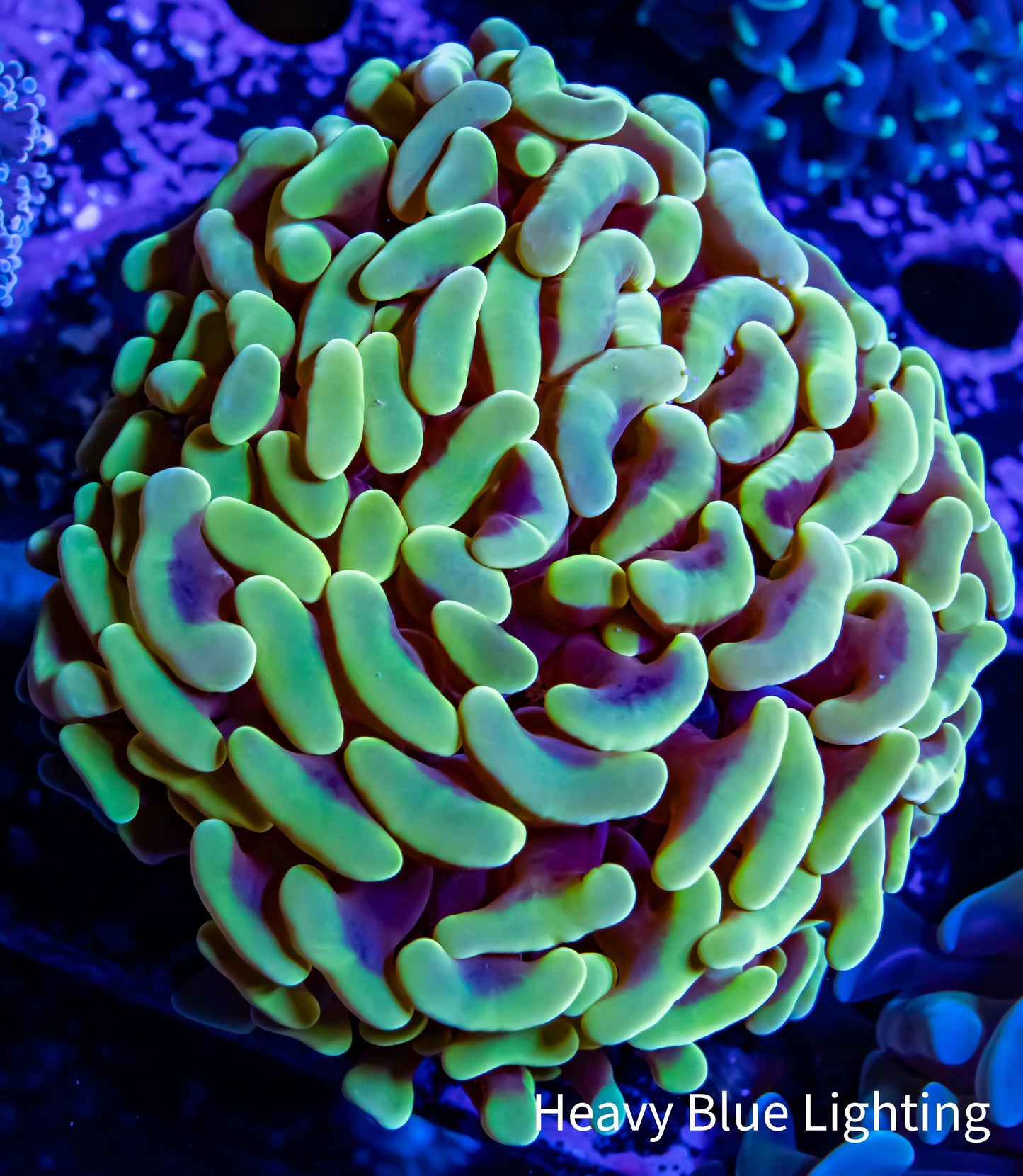 Ultra Orange / Yellow Hammer Coral WYSIWYG 8cm Ultra Orange / Yellow Hammer Coral WYSIWYG 8cm Aquarium Decor Ultra Orange / Yellow Hammer Coral WYSIWYG 8cm Zeo Box Reef