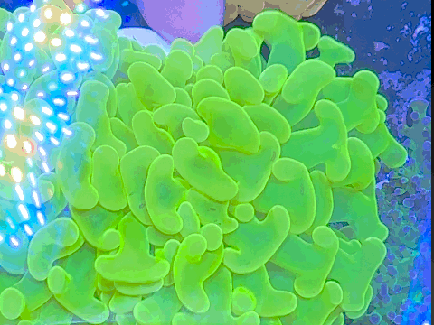 Ultra Hammer Coral - Yellow / Toxic Green Full Stem WYSIWYG 7cm