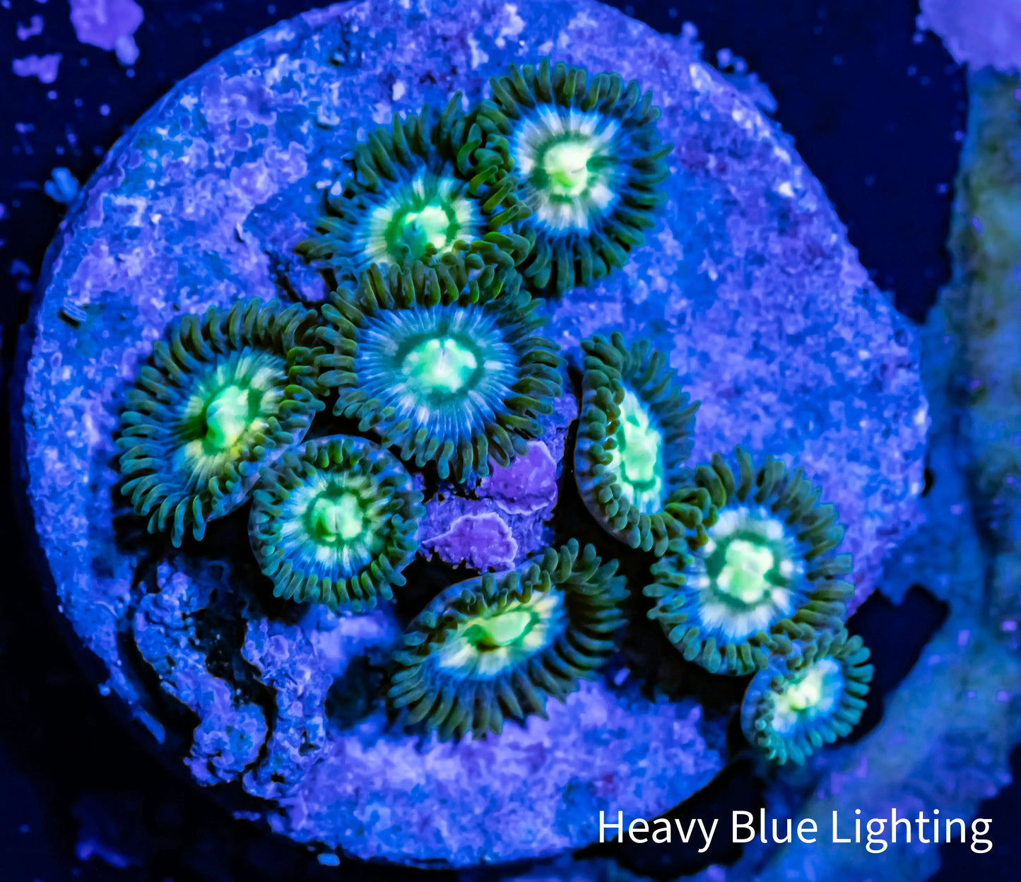 Zoanthid Coral - Crayola Zoa Frag Zoanthid Coral - Crayola Zoa Frag LPS Zoanthid Coral - Crayola Zoa Frag Zeo Box Reef