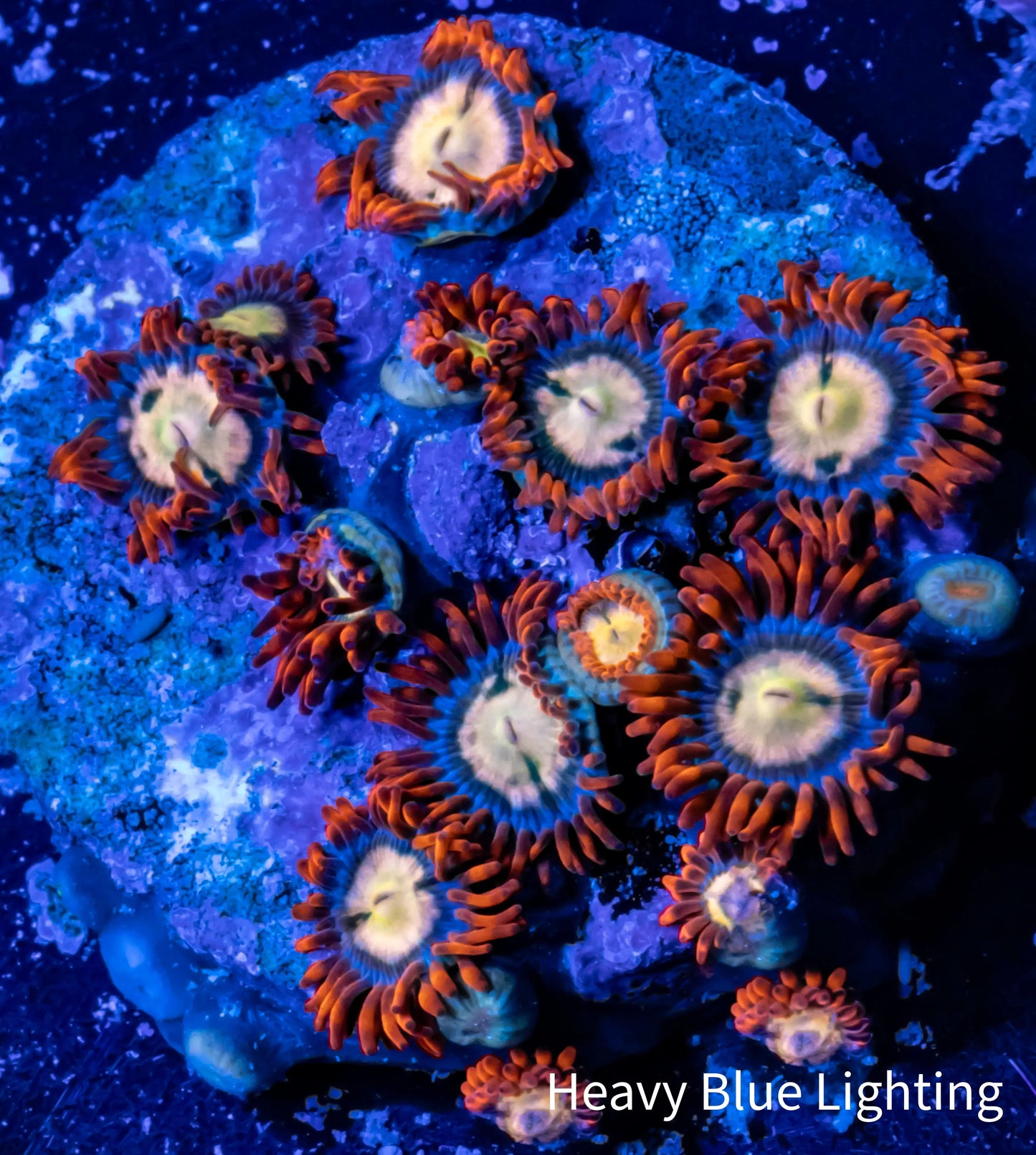 Zoanthid Coral - Zoa Frag WYSIWYG Zoanthid Coral - Zoa Frag WYSIWYG LPS Zoanthid Coral - Zoa Frag WYSIWYG Zeo Box Reef