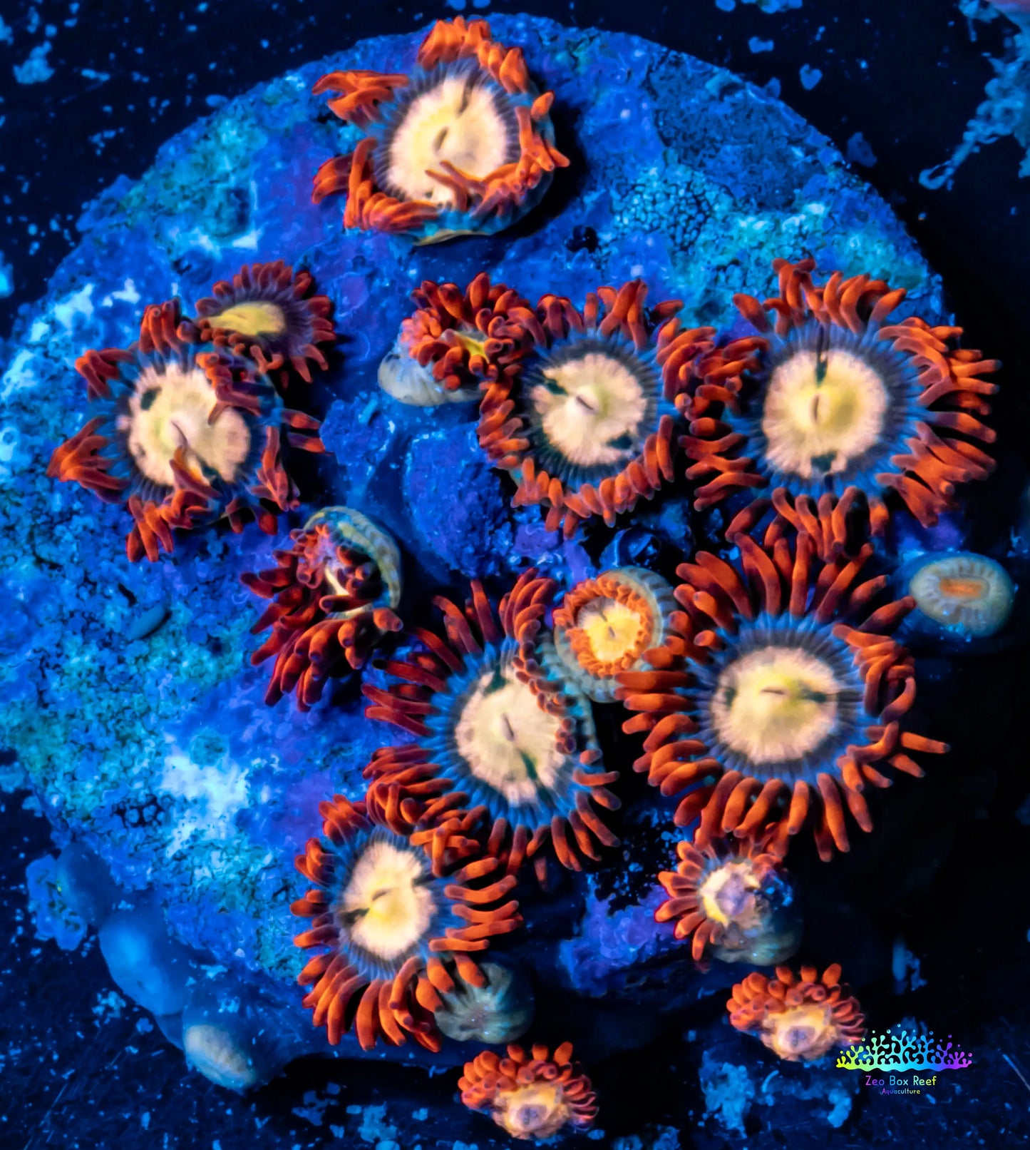 Zoanthid Coral - Zoa Frag WYSIWYG Zoanthid Coral - Zoa Frag WYSIWYG LPS Zoanthid Coral - Zoa Frag WYSIWYG Zeo Box Reef