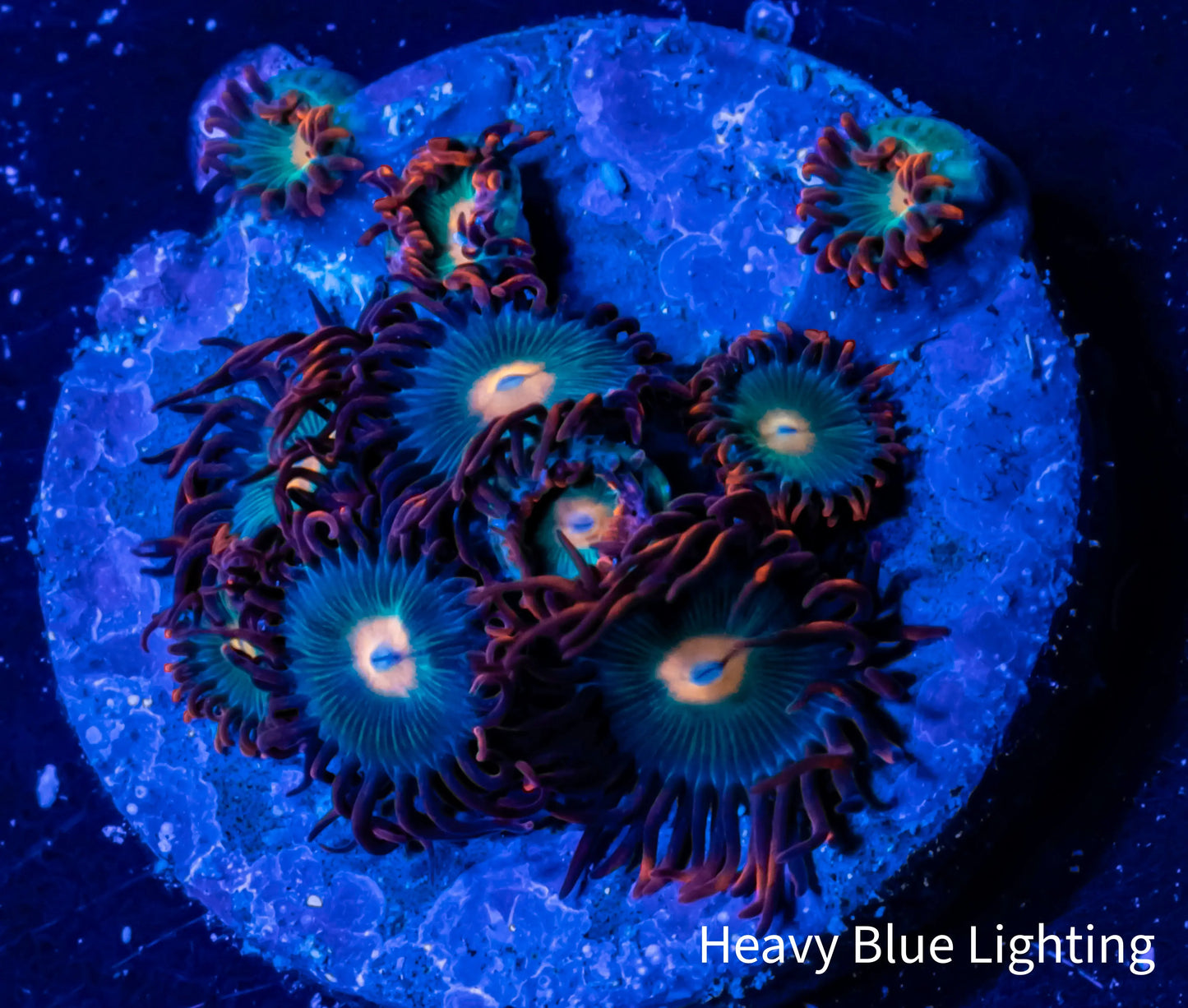 Zoanthid Coral - Gatorade Zoa Frag WYSIWYG Zoanthid Coral - Gatorade Zoa Frag WYSIWYG LPS Zoanthid Coral - Gatorade Zoa Frag WYSIWYG Zeo Box Reef