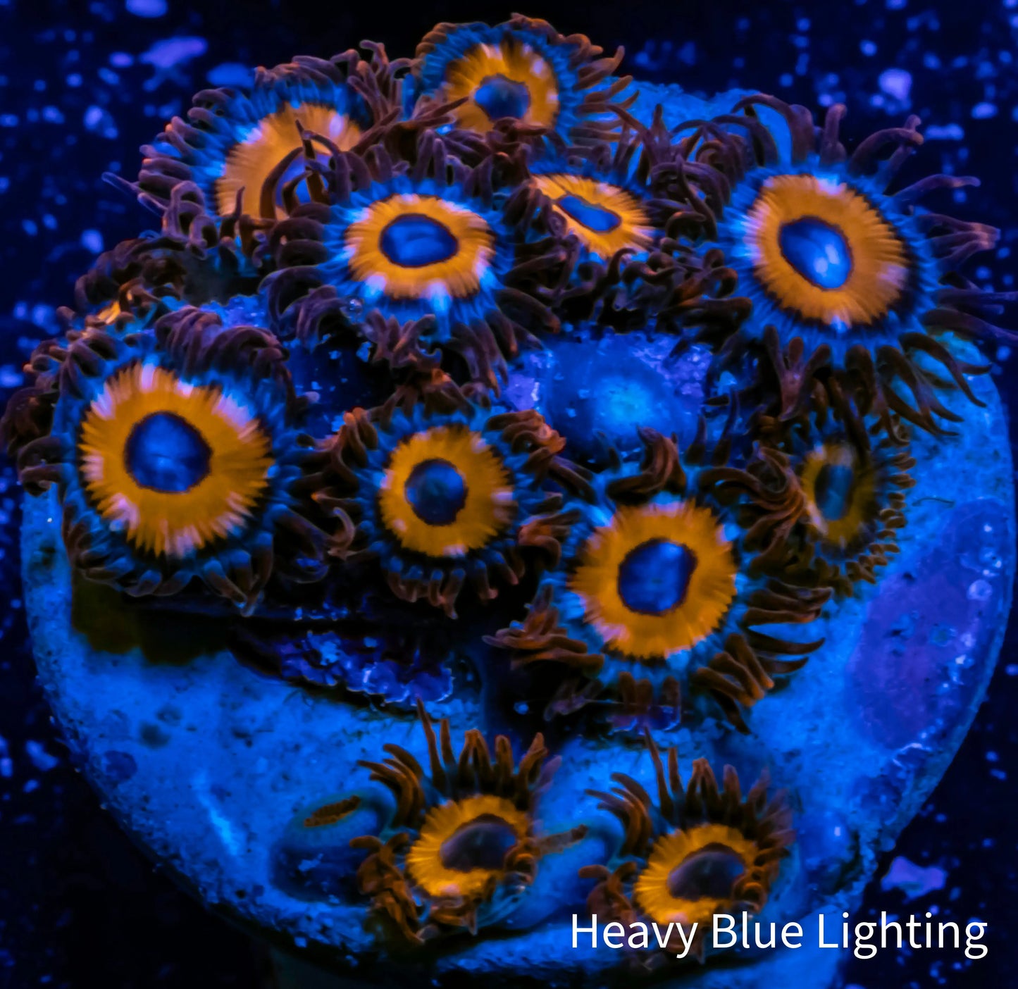 Zoanthid Coral - Eagle Eye Zoa Frag WYSIWYG Zoanthid Coral - Eagle Eye Zoa Frag WYSIWYG LPS Zoanthid Coral - Eagle Eye Zoa Frag WYSIWYG Zeo Box Reef