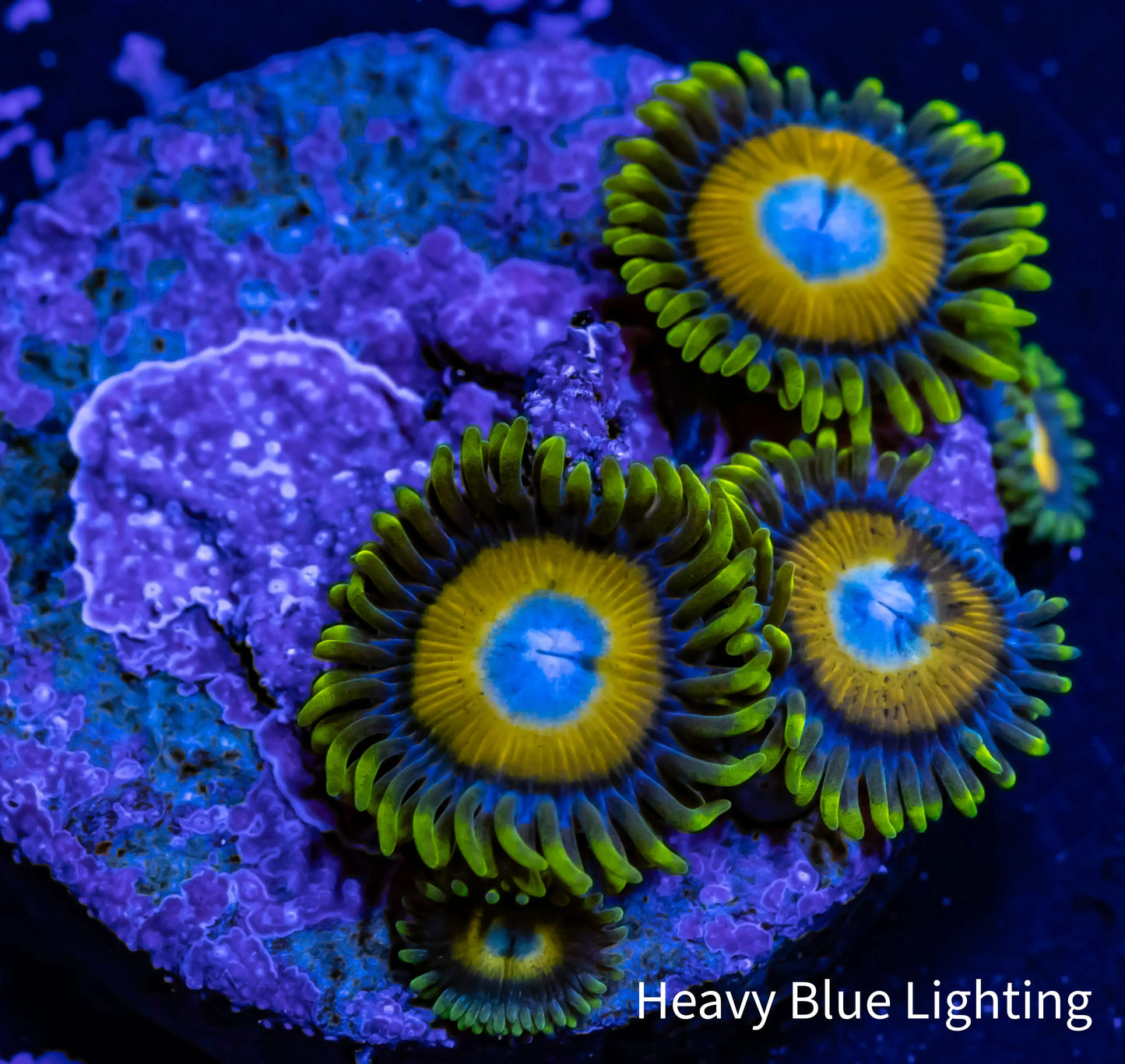 Zoanthid Coral - Scrambled Eggs Zoa Frag Zoanthid Coral - Scrambled Eggs Zoa Frag LPS Zoanthid Coral - Scrambled Eggs Zoa Frag Zeo Box Reef