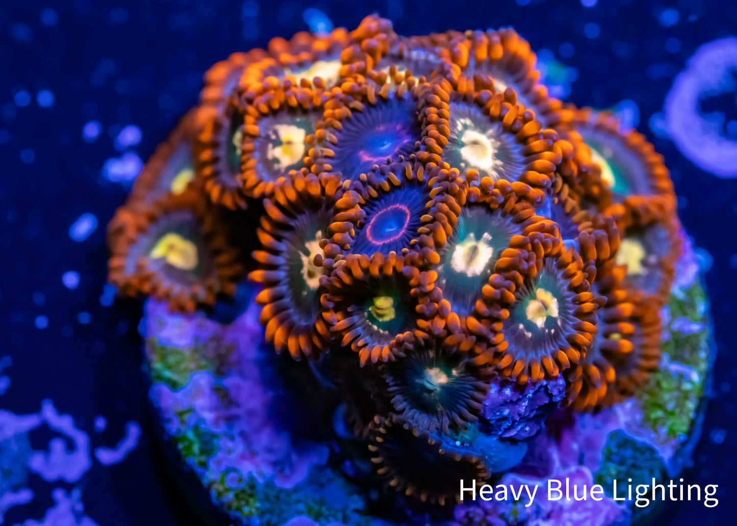 Zoanthid Coral - WYSIWYG Zoanthid Coral - WYSIWYG LPS Zoanthid Coral - WYSIWYG Zeo Box Reef