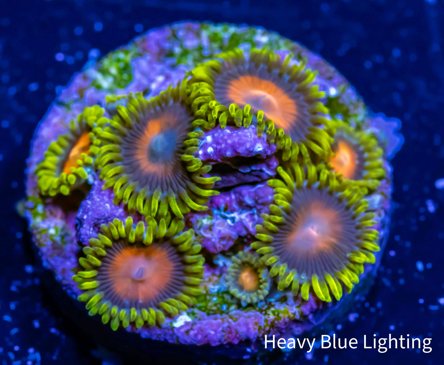Zoanthid Coral - Sponge Bob Zoa Frag WYSIWYG 4+ polyps Zoanthid Coral - Sponge Bob Zoa Frag WYSIWYG 4+ polyps LPS Zoanthid Coral - Sponge Bob Zoa Frag WYSIWYG 4+ polyps Zeo Box Reef