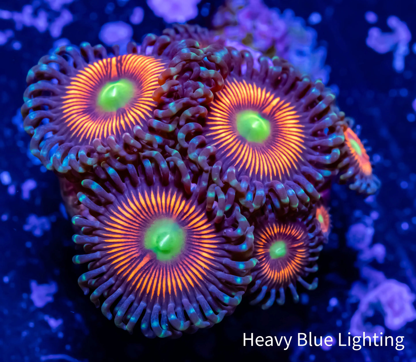 Zoanthid Coral - WYSIWYG Zoanthid Coral - WYSIWYG LPS Zoanthid Coral - WYSIWYG Zeo Box Reef