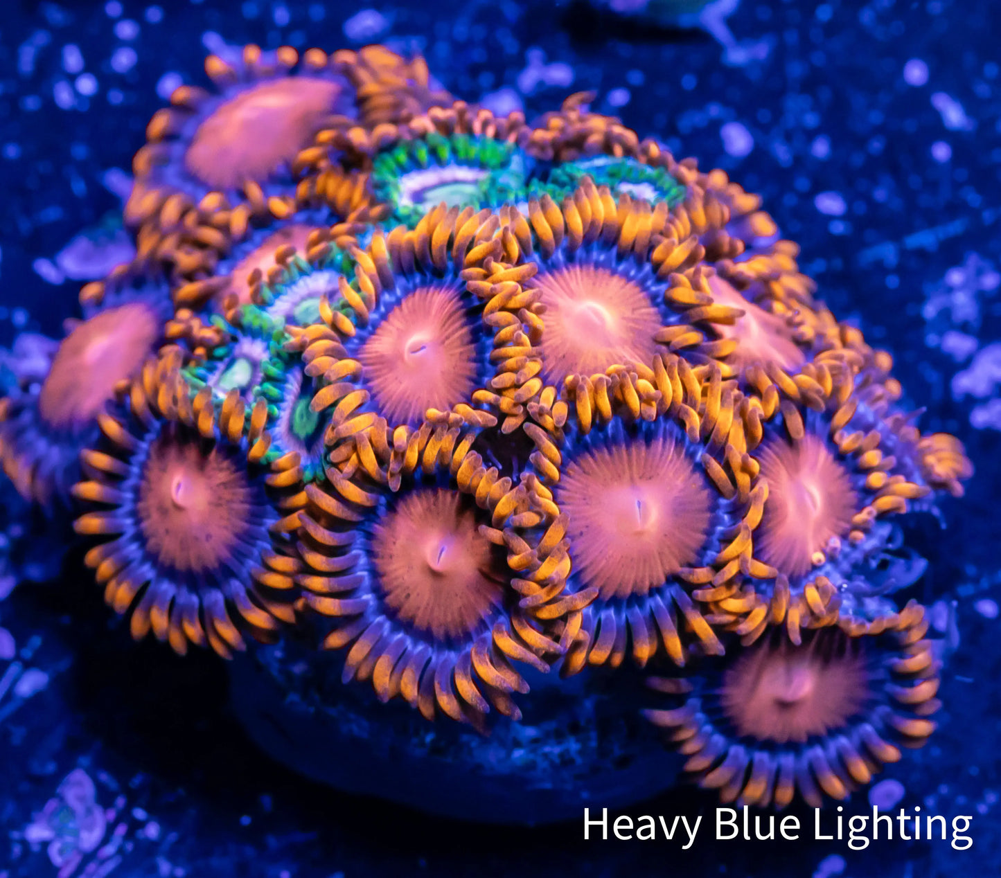 Zoanthid Coral - Zoa Frag WYSIWYG Zoanthid Coral - Zoa Frag WYSIWYG LPS Zoanthid Coral - Zoa Frag WYSIWYG Zeo Box Reef