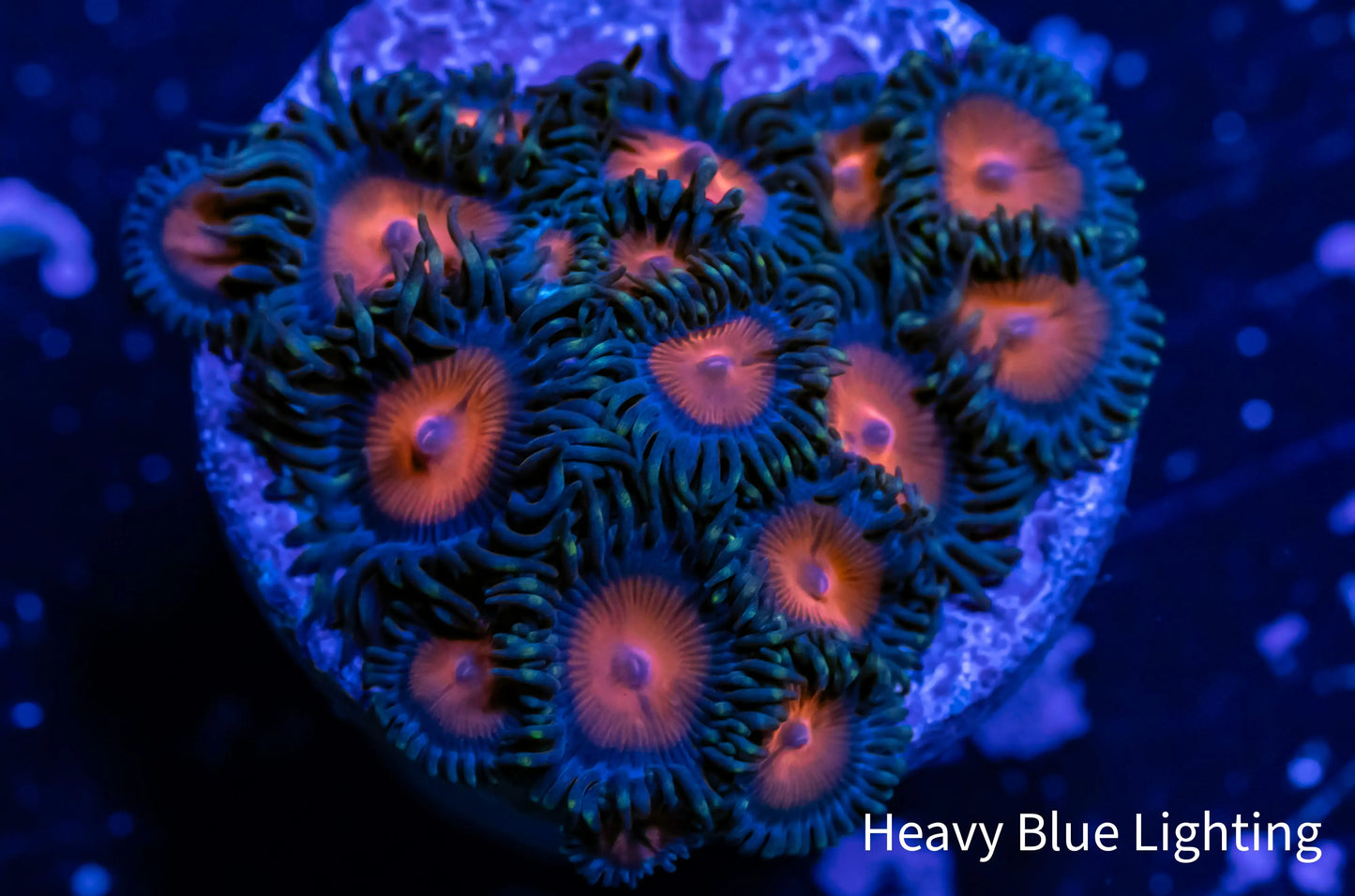 Zoanthid Coral - Red Dragon Zoa Frag Zoanthid Coral - Red Dragon Zoa Frag LPS Zoanthid Coral - Red Dragon Zoa Frag Zeo Box Reef