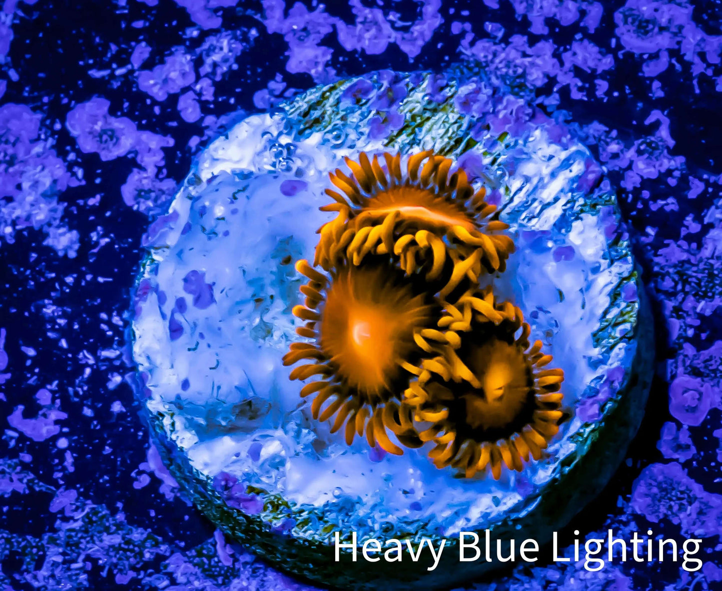 Zoanthid Coral - Bam Bam Zoa Frag 3+ Polyps Zoanthid Coral - Bam Bam Zoa Frag 3+ Polyps LPS Zoanthid Coral - Bam Bam Zoa Frag 3+ Polyps Zeo Box Reef
