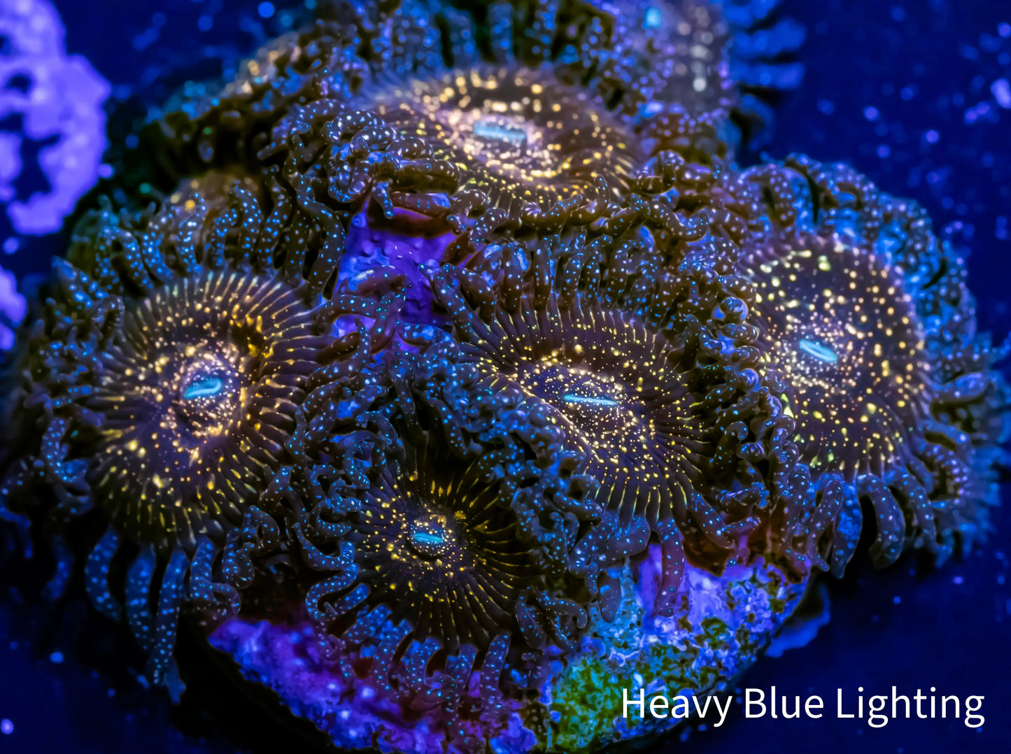 Zoanthid Coral - Black Galaxy Zoa Frag 4+ polyps Zoanthid Coral - Black Galaxy Zoa Frag 4+ polyps LPS Zoanthid Coral - Black Galaxy Zoa Frag 4+ polyps Zeo Box Reef