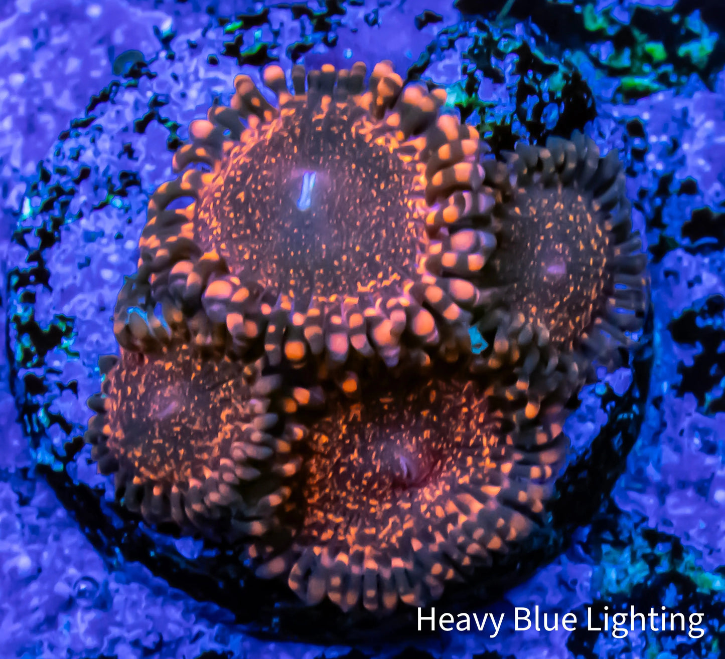 Zoanthid Coral - Darth Maul Zoa Frag Zoanthid Coral - Darth Maul Zoa Frag LPS Zoanthid Coral - Darth Maul Zoa Frag Zeo Box Reef