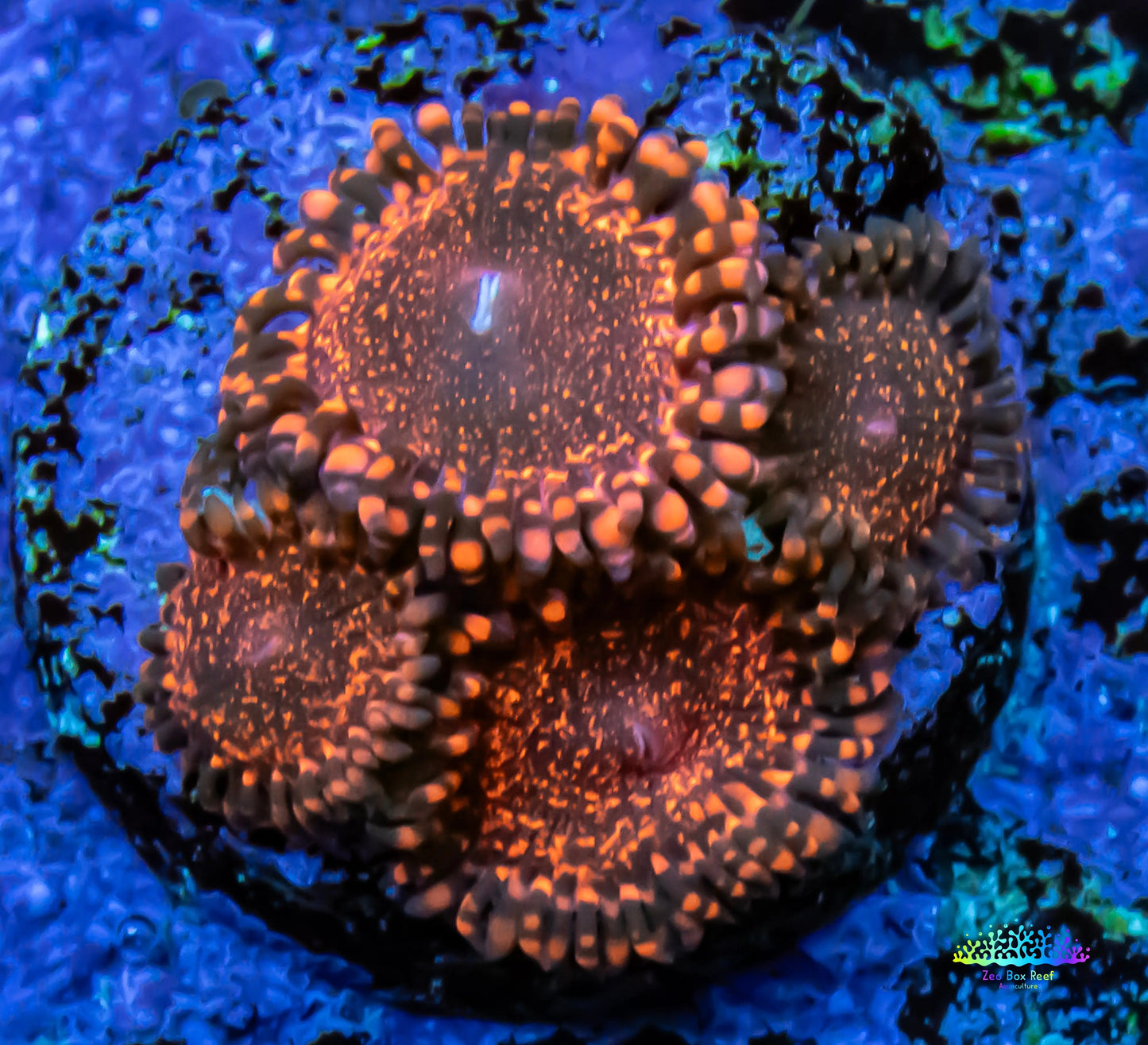 Zoanthid Coral - Darth Maul Zoa Frag Zoanthid Coral - Darth Maul Zoa Frag LPS Zoanthid Coral - Darth Maul Zoa Frag Zeo Box Reef