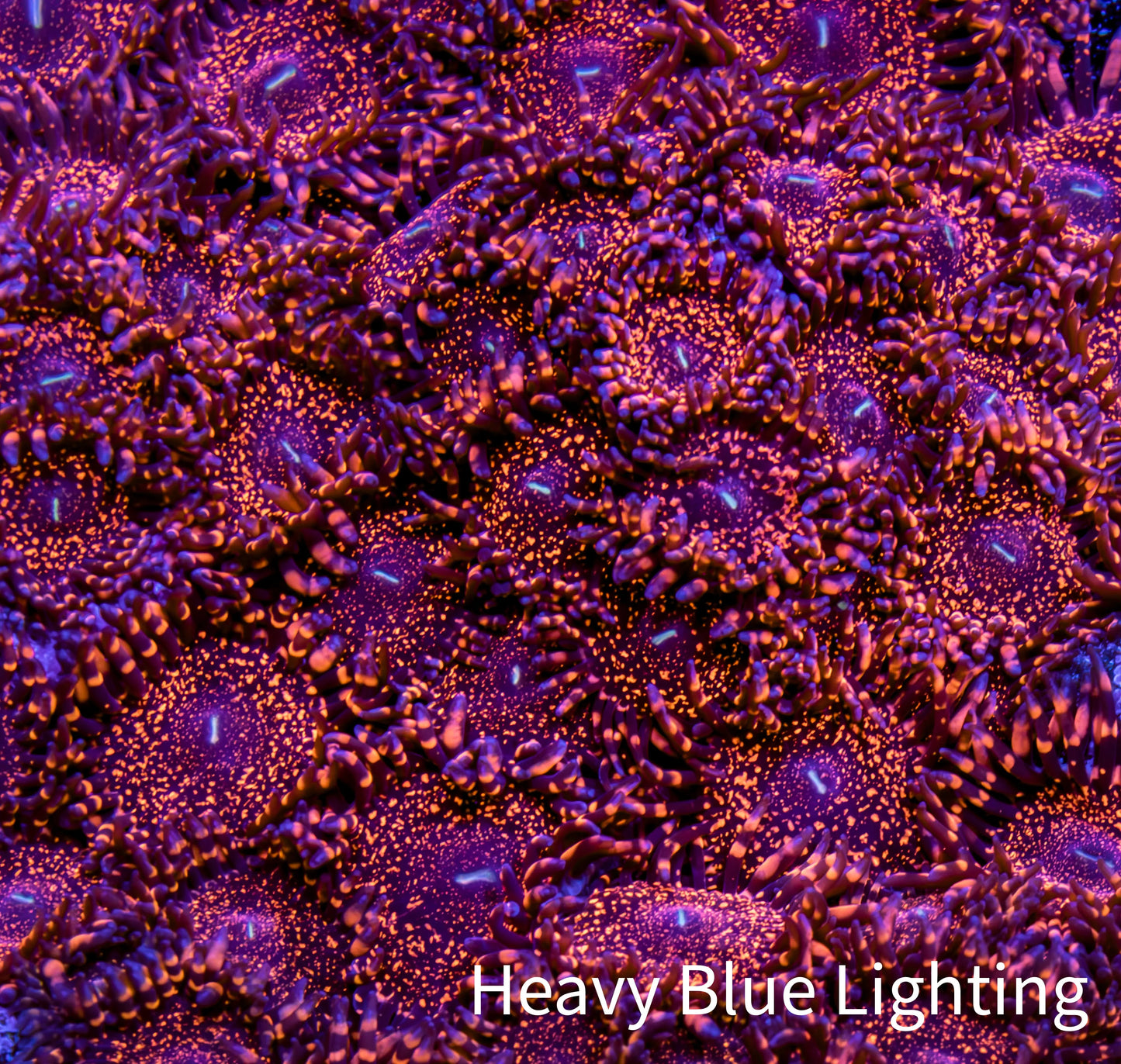 Zoanthid Coral - Darth Maul Zoa Frag Zoanthid Coral - Darth Maul Zoa Frag LPS Zoanthid Coral - Darth Maul Zoa Frag Zeo Box Reef