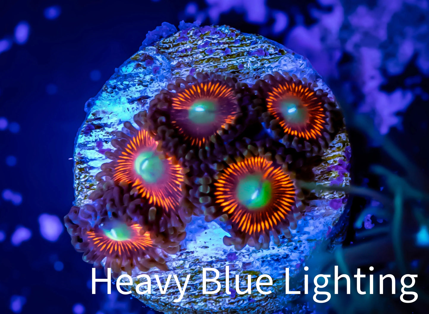 Zoanthid Coral - Gobstopper Frag Zoanthid Coral - Gobstopper Frag LPS Zoanthid Coral - Gobstopper Frag Zeo Box Reef