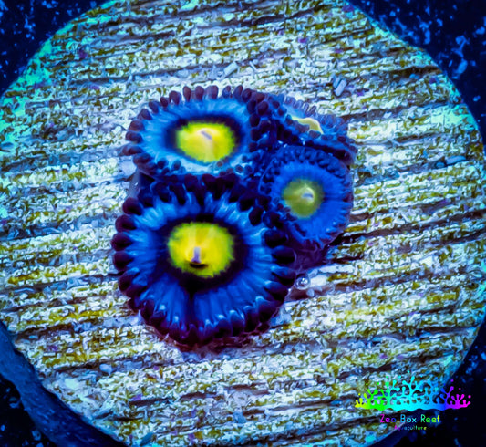Zoanthid coral - AOI Zoa Frag WYSIWYG Zoanthid coral - AOI Zoa Frag WYSIWYG LPS Zoanthid coral - AOI Zoa Frag WYSIWYG Zeo Box Reef