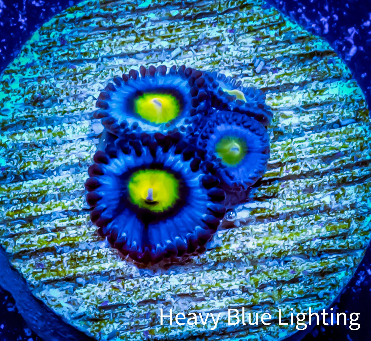 Zoanthid coral - AOI Zoa Frag WYSIWYG Zoanthid coral - AOI Zoa Frag WYSIWYG LPS Zoanthid coral - AOI Zoa Frag WYSIWYG Zeo Box Reef