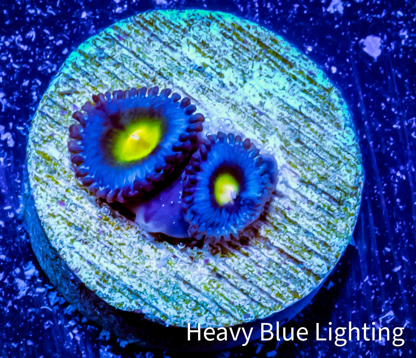 Zoanthid coral - AOI Zoa Frag WYSIWYG Zoanthid coral - AOI Zoa Frag WYSIWYG LPS Zoanthid coral - AOI Zoa Frag WYSIWYG Zeo Box Reef