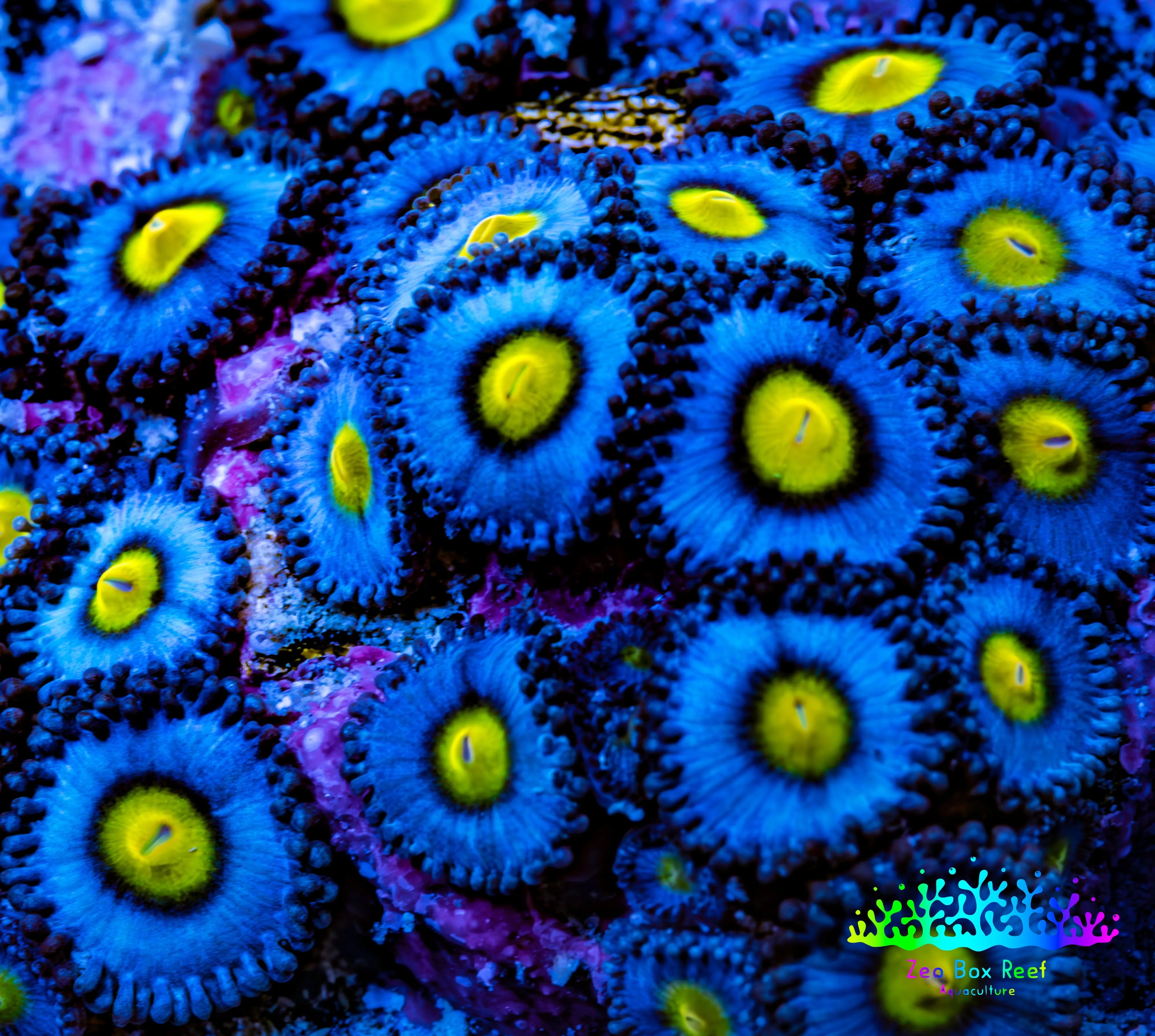 AOI Zoanthid Frag | ZBR – Zeo Box Reef Aquaculture