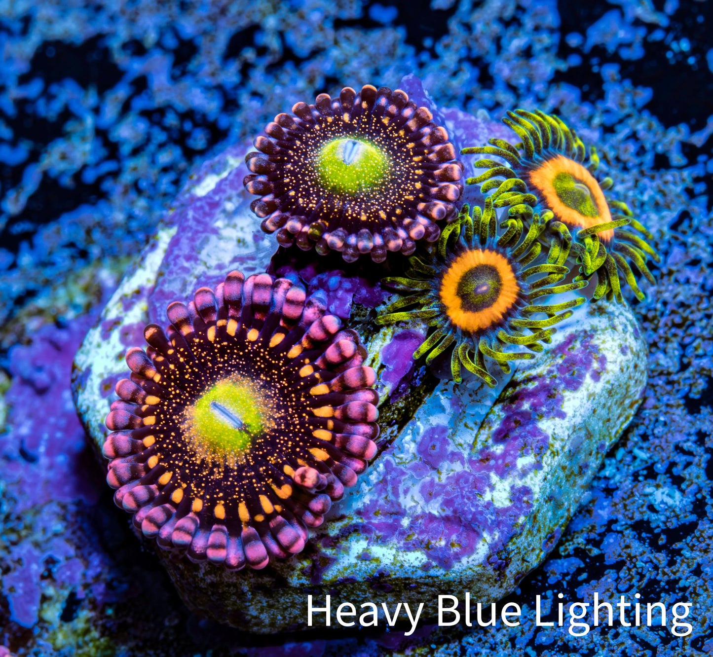 Zoanthid coral - Alien Antivenom & Eagle Eye Combo Zoa Frag Zoanthid coral - Alien Antivenom & Eagle Eye Combo Zoa Frag LPS Zoanthid coral - Alien Antivenom & Eagle Eye Combo Zoa Frag Zeo Box Reef