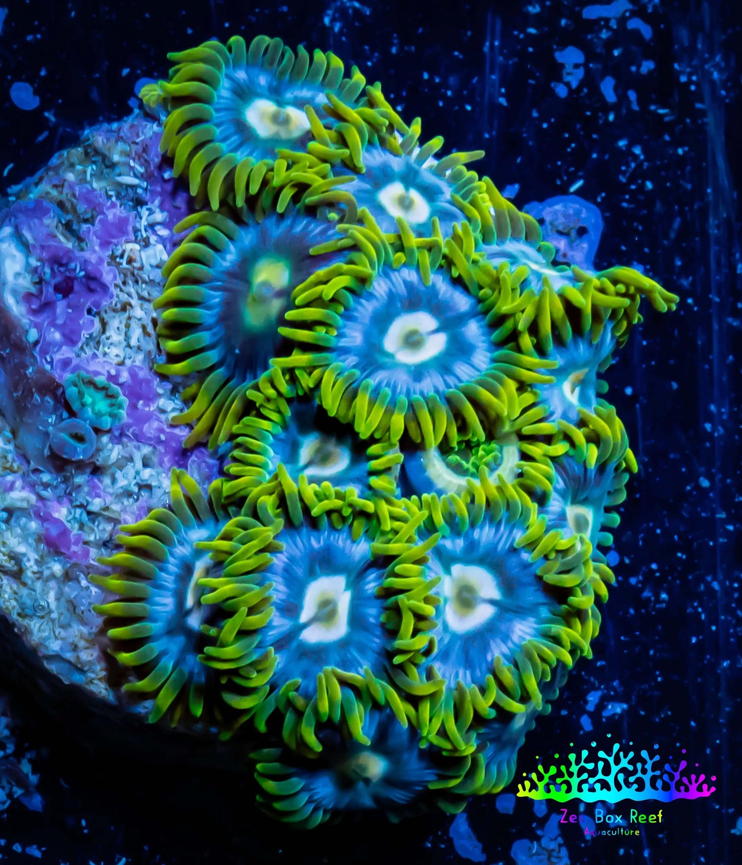 Zoanthid coral - Aussie Ice Blue Zoa Frag 4+ Polyps Zoanthid coral - Aussie Ice Blue Zoa Frag 4+ Polyps LPS Zoanthid coral - Aussie Ice Blue Zoa Frag 4+ Polyps Zeo Box Reef