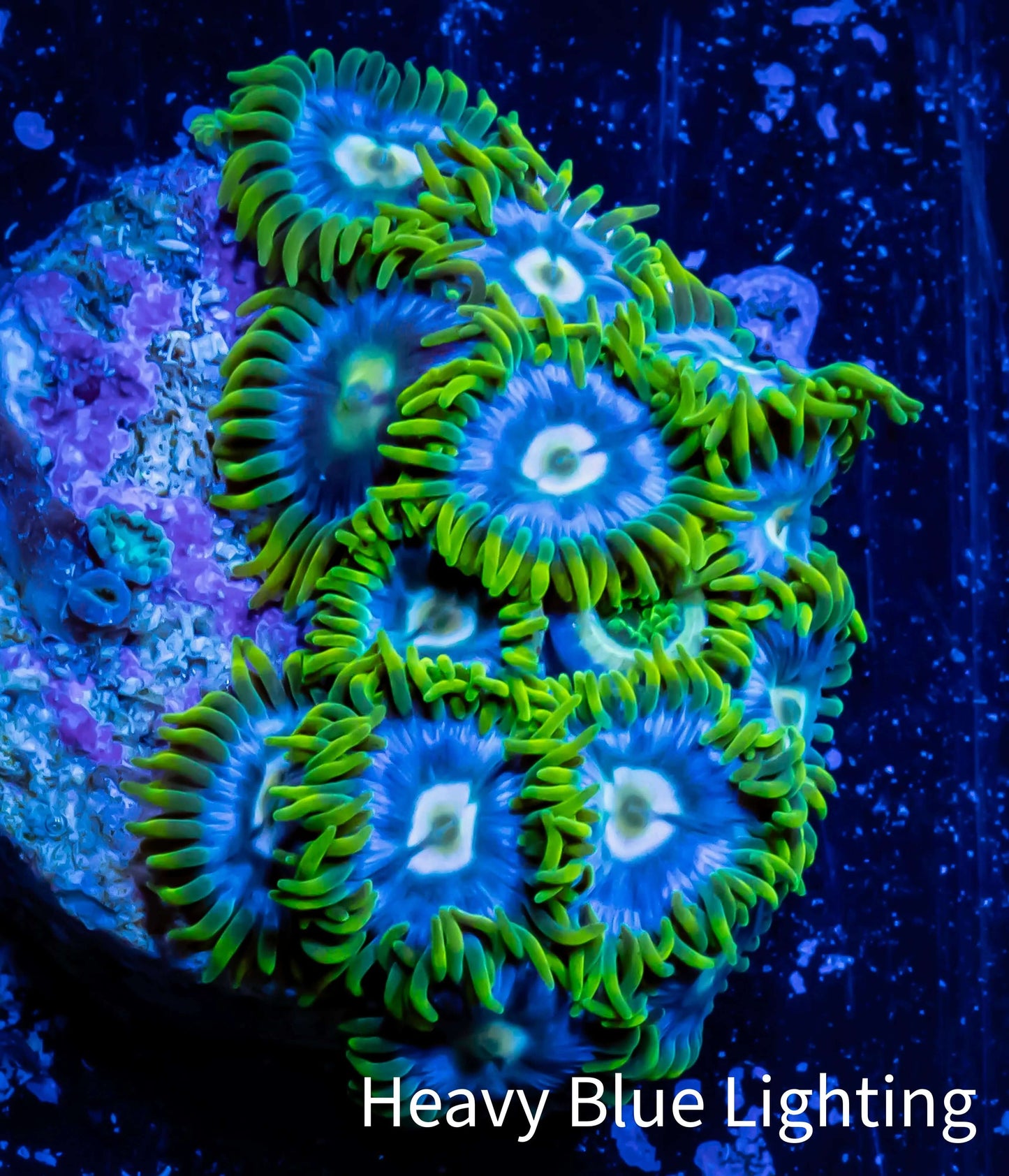 Zoanthid coral - Aussie Ice Blue Zoa Frag 4+ Polyps Zoanthid coral - Aussie Ice Blue Zoa Frag 4+ Polyps LPS Zoanthid coral - Aussie Ice Blue Zoa Frag 4+ Polyps Zeo Box Reef