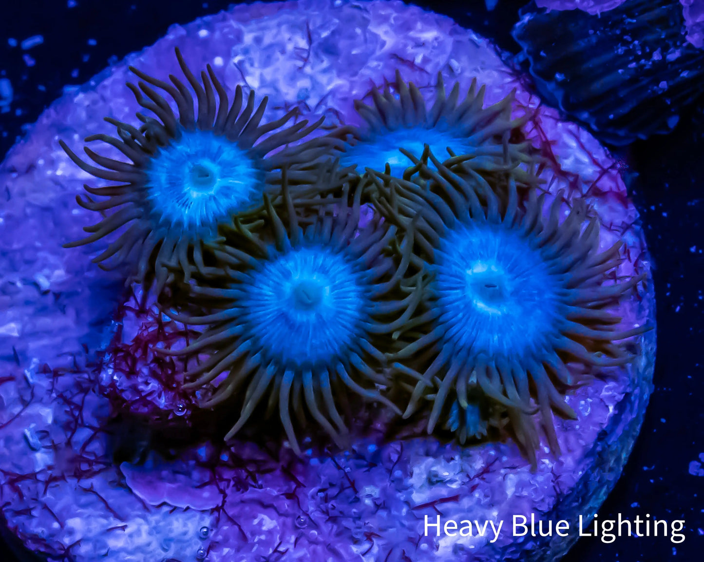 Zoanthid coral - Blu Zoa Frag Zoanthid coral - Blu Zoa Frag LPS Zoanthid coral - Blu Zoa Frag Zeo Box Reef