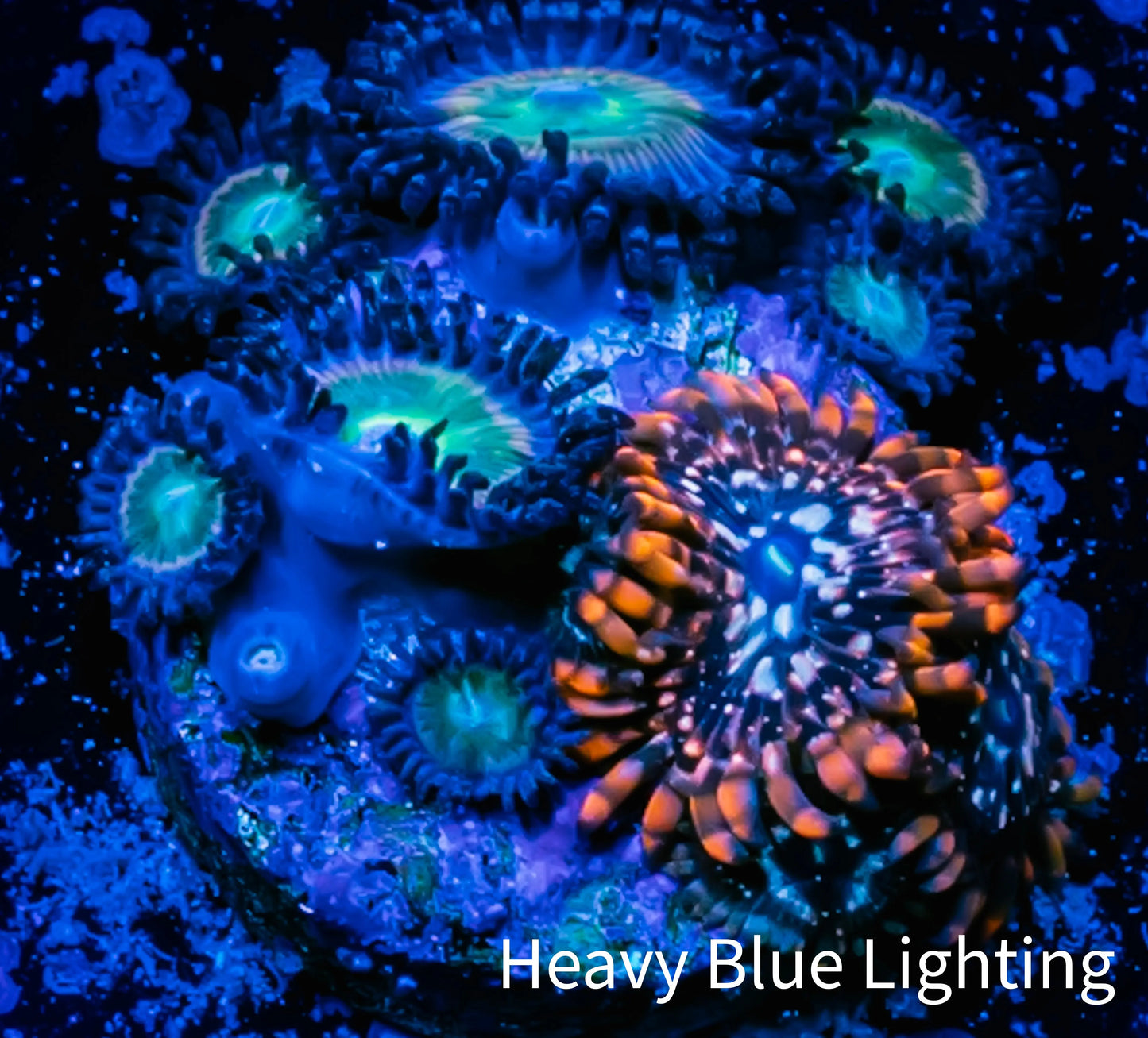Zoanthid coral - Combo Zoa Frag WYSIWYG A3R6B2 Zoanthid coral - Combo Zoa Frag WYSIWYG A3R6B2 LPS Zoanthid coral - Combo Zoa Frag WYSIWYG A3R6B2 Zeo Box Reef