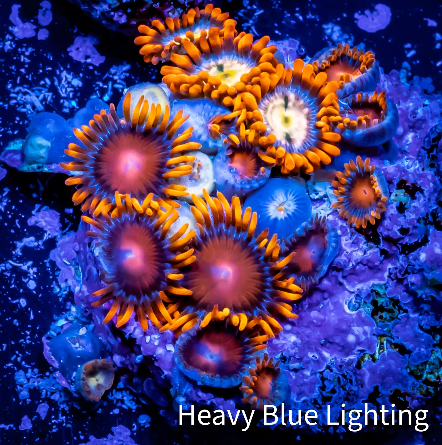 Zoanthid coral - Combo Zoa Frag WYSIWYG d4R6B2 Zoanthid coral - Combo Zoa Frag WYSIWYG d4R6B2 LPS Zoanthid coral - Combo Zoa Frag WYSIWYG d4R6B2 Zeo Box Reef