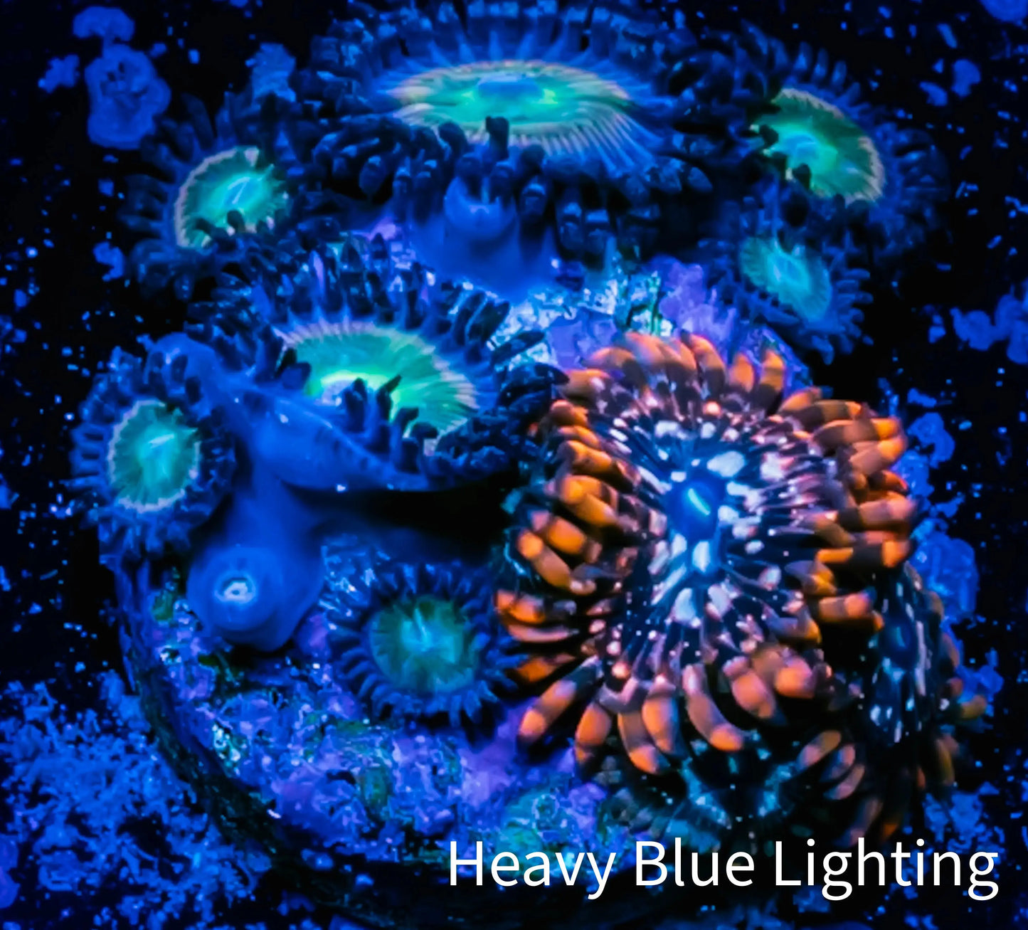 Zoanthid coral - Darth Maul Zoa Frag WYSIWYG b4R6B2 Zoanthid coral - Darth Maul Zoa Frag WYSIWYG b4R6B2 LPS Zoanthid coral - Darth Maul Zoa Frag WYSIWYG b4R6B2 Zeo Box Reef