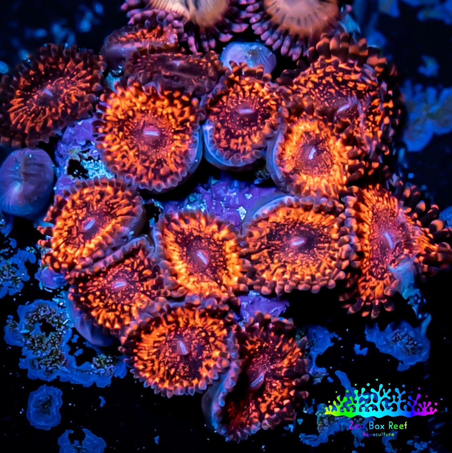 Zoanthid coral - Darth Maul Zoa Frag WYSIWYG b4R6B2 Zoanthid coral - Darth Maul Zoa Frag WYSIWYG b4R6B2 LPS Zoanthid coral - Darth Maul Zoa Frag WYSIWYG b4R6B2 Zeo Box Reef
