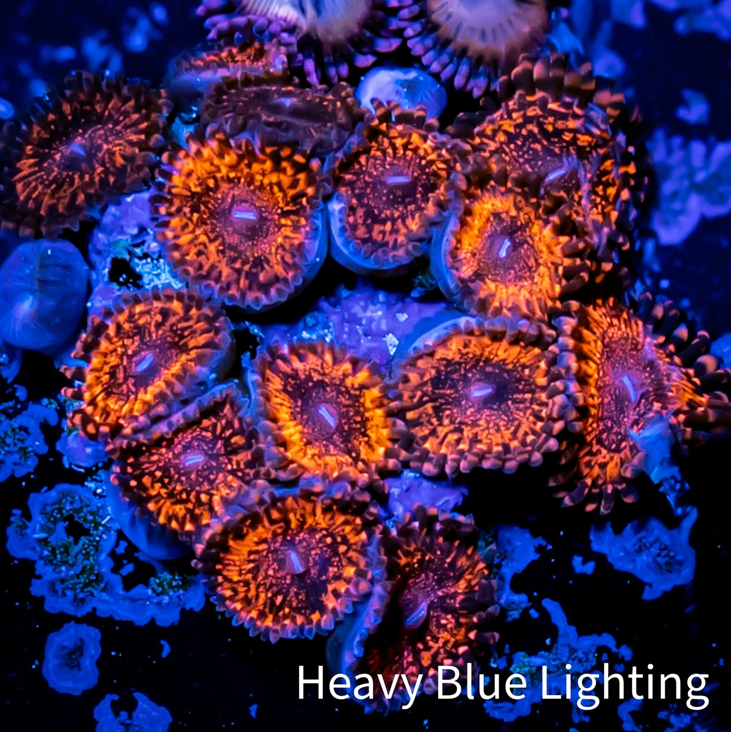 Zoanthid coral - Darth Maul Zoa Frag WYSIWYG b4R6B2 Zoanthid coral - Darth Maul Zoa Frag WYSIWYG b4R6B2 LPS Zoanthid coral - Darth Maul Zoa Frag WYSIWYG b4R6B2 Zeo Box Reef