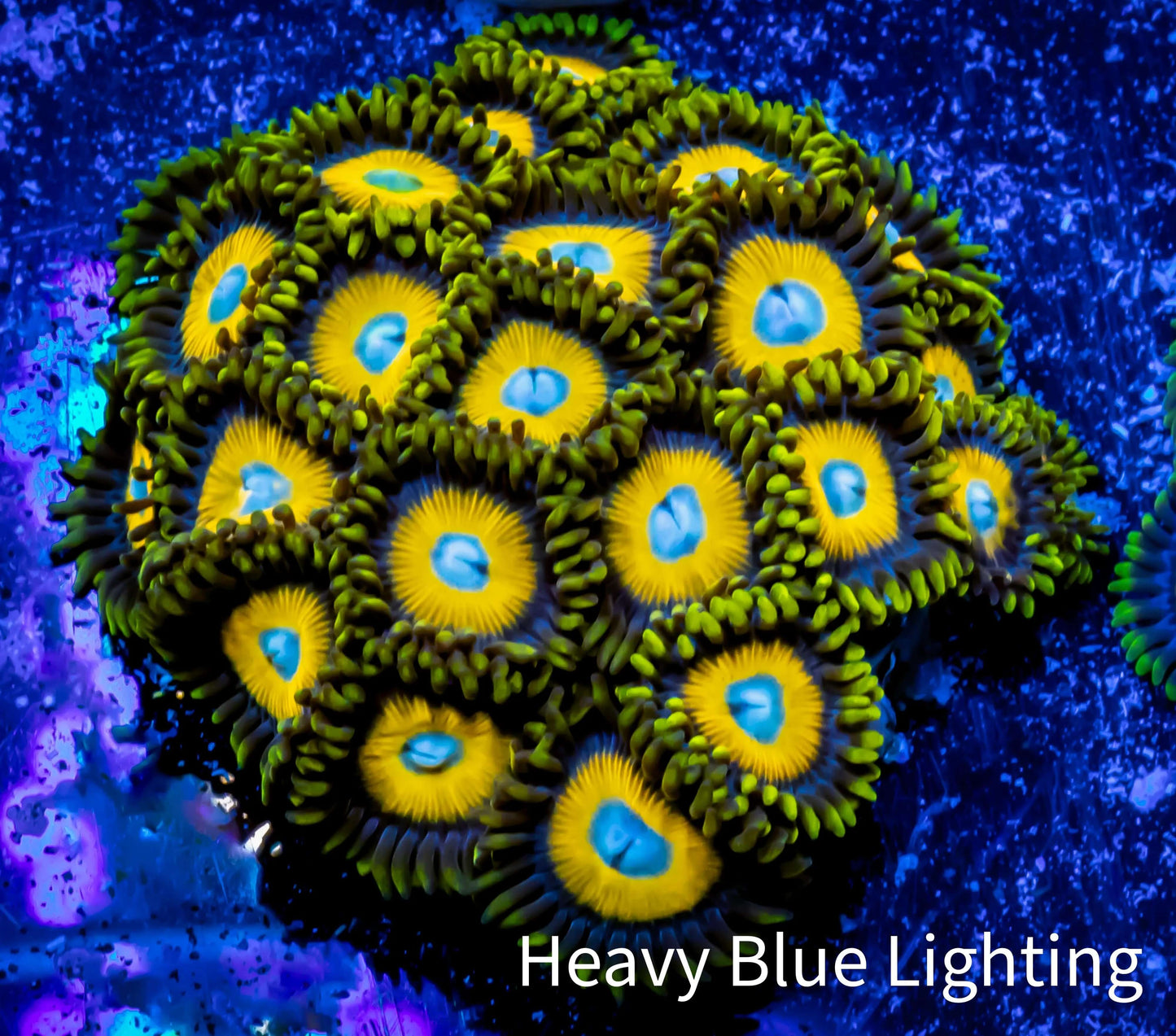 Zoanthid coral - Eagle Eye Zoa Frag 4+ Polyps Zoanthid coral - Eagle Eye Zoa Frag 4+ Polyps LPS Zoanthid coral - Eagle Eye Zoa Frag 4+ Polyps Zeo Box Reef