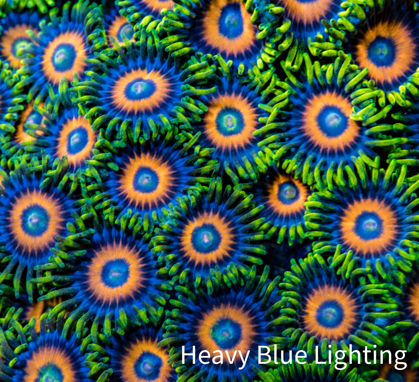 Zoanthid coral - Eagle Eye Zoa Frag Zoanthid coral - Eagle Eye Zoa Frag LPS Zoanthid coral - Eagle Eye Zoa Frag Zeo Box Reef