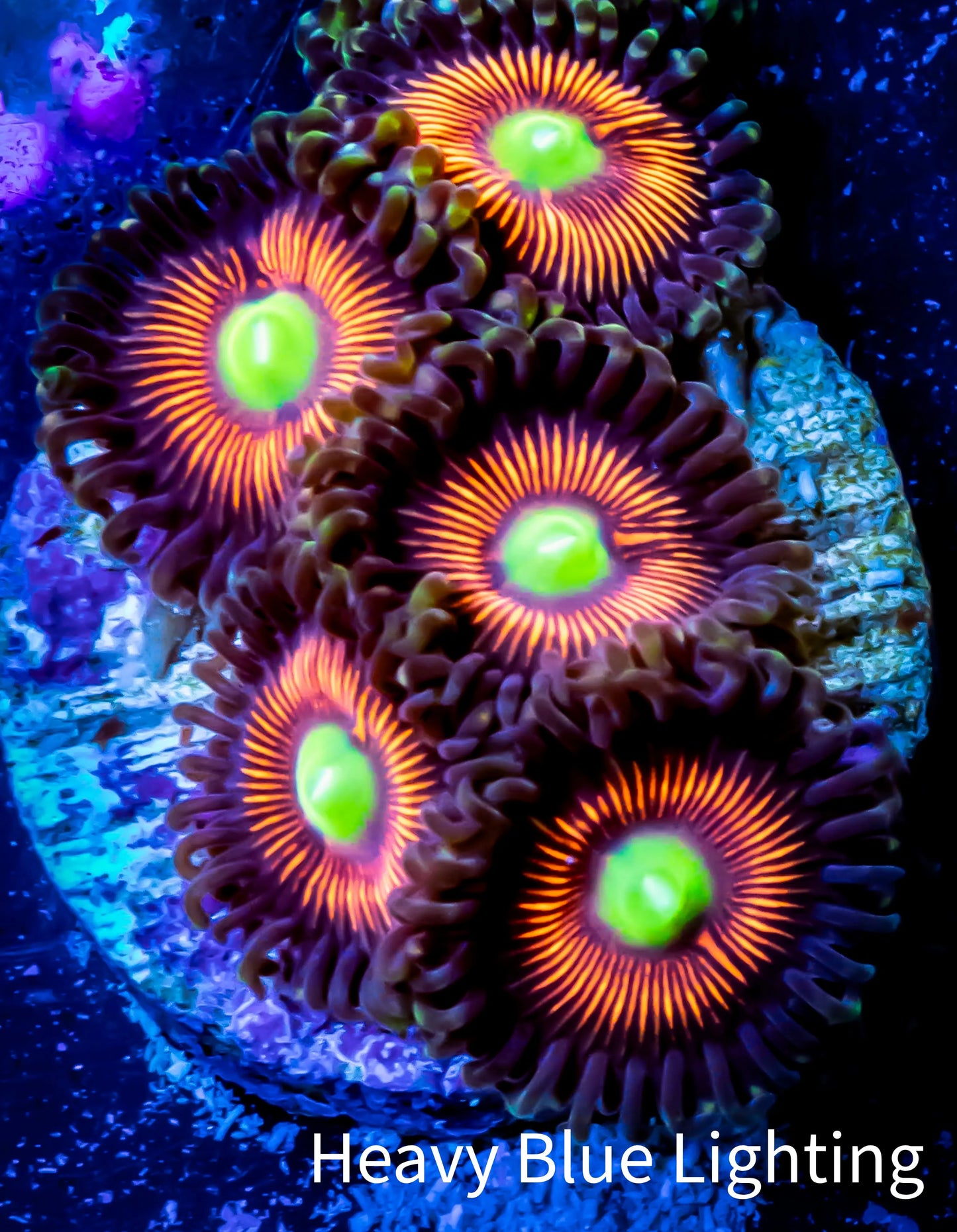 Zoanthid coral - Everlasting Gobstopper Zoa Frag 4+ Polyps Zoanthid coral - Everlasting Gobstopper Zoa Frag 4+ Polyps LPS Zoanthid coral - Everlasting Gobstopper Zoa Frag 4+ Polyps Zeo Box Reef