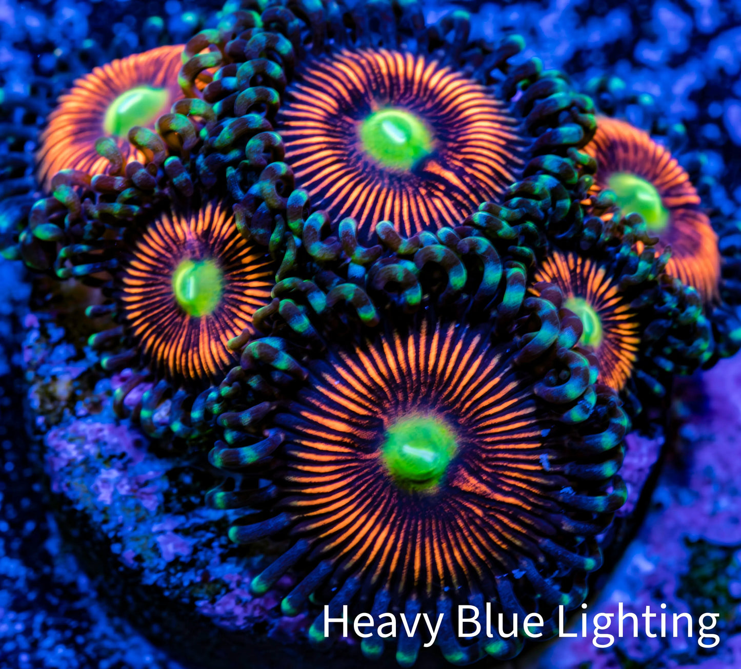 Zoanthid coral - Everlasting Gobstopper Zoa Frag Zoanthid coral - Everlasting Gobstopper Zoa Frag LPS Zoanthid coral - Everlasting Gobstopper Zoa Frag Zeo Box Reef
