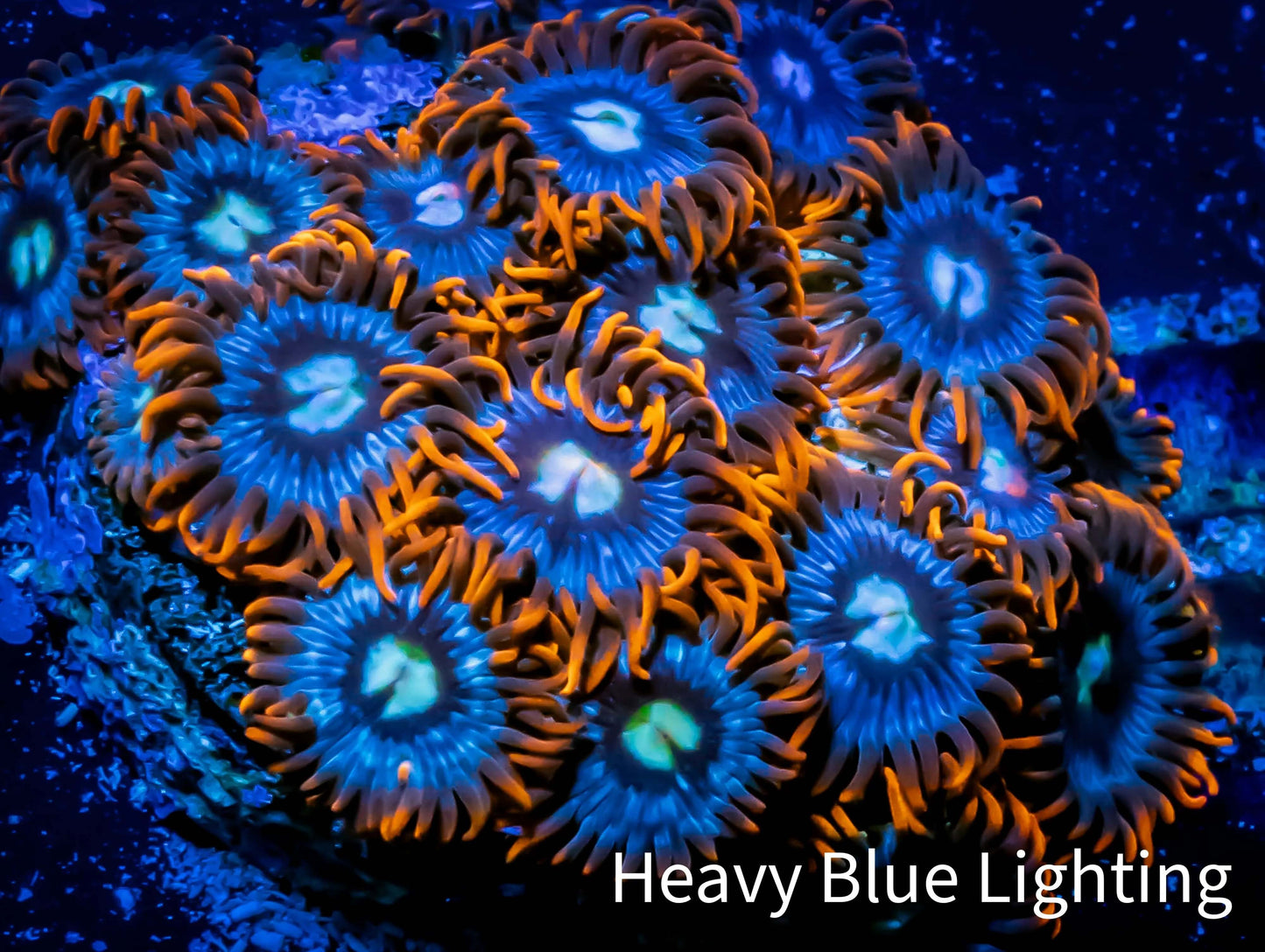Zoanthid coral - Fire And Ice Zoa Frag 4+ Polyps Zoanthid coral - Fire And Ice Zoa Frag 4+ Polyps LPS Zoanthid coral - Fire And Ice Zoa Frag 4+ Polyps Zeo Box Reef