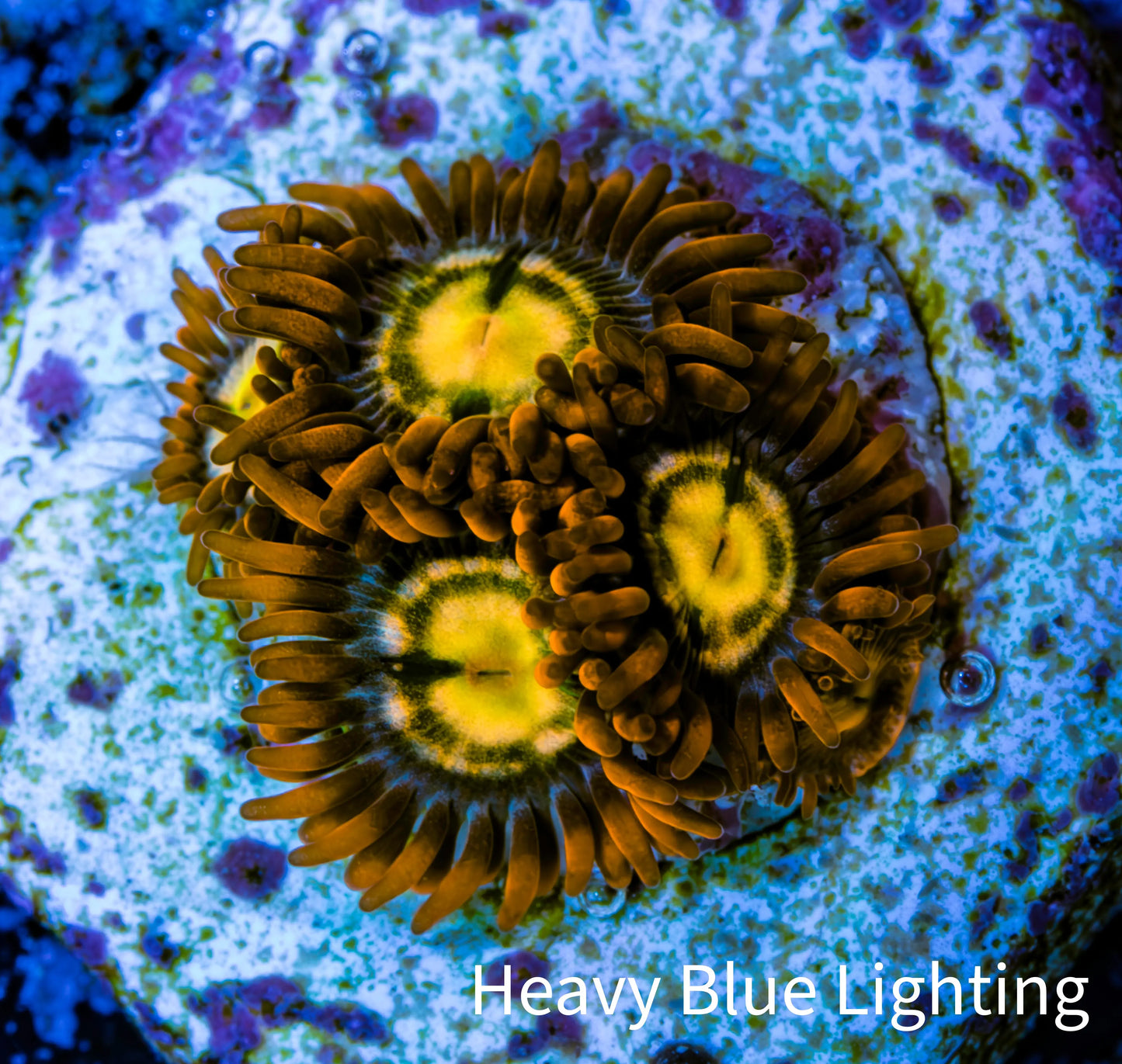 Zoanthid coral - Flaming Sun Zoa Frag Zoanthid coral - Flaming Sun Zoa Frag LPS Zoanthid coral - Flaming Sun Zoa Frag Zeo Box Reef