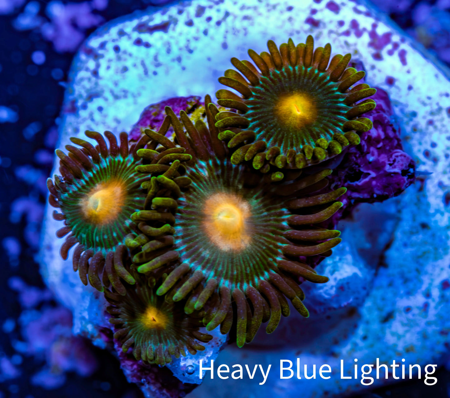 Zoanthid coral - Green Bay Packers Zoa Frag Zoanthid coral - Green Bay Packers Zoa Frag LPS Zoanthid coral - Green Bay Packers Zoa Frag Zeo Box Reef