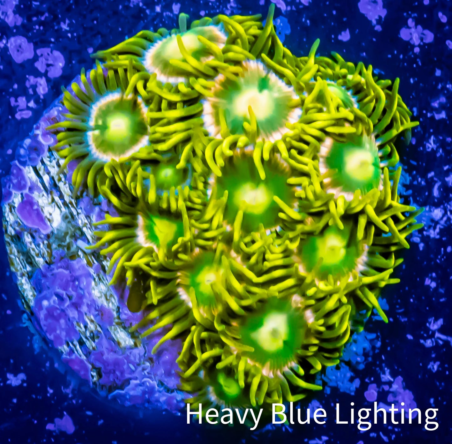 Zoanthid coral - Green Eggs Zoa Frag 4+ Polyps Zoanthid coral - Green Eggs Zoa Frag 4+ Polyps LPS Zoanthid coral - Green Eggs Zoa Frag 4+ Polyps Zeo Box Reef